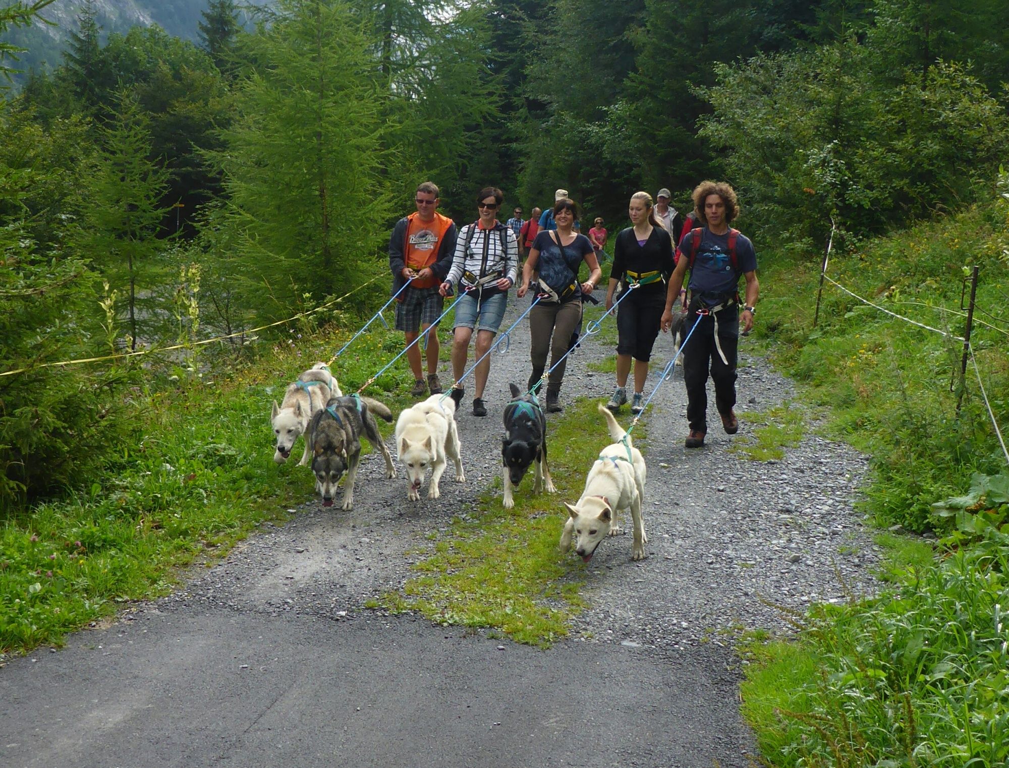 Huskytrekking: Skupina lidí vede psy husky podél trekové stezky v přírodě
