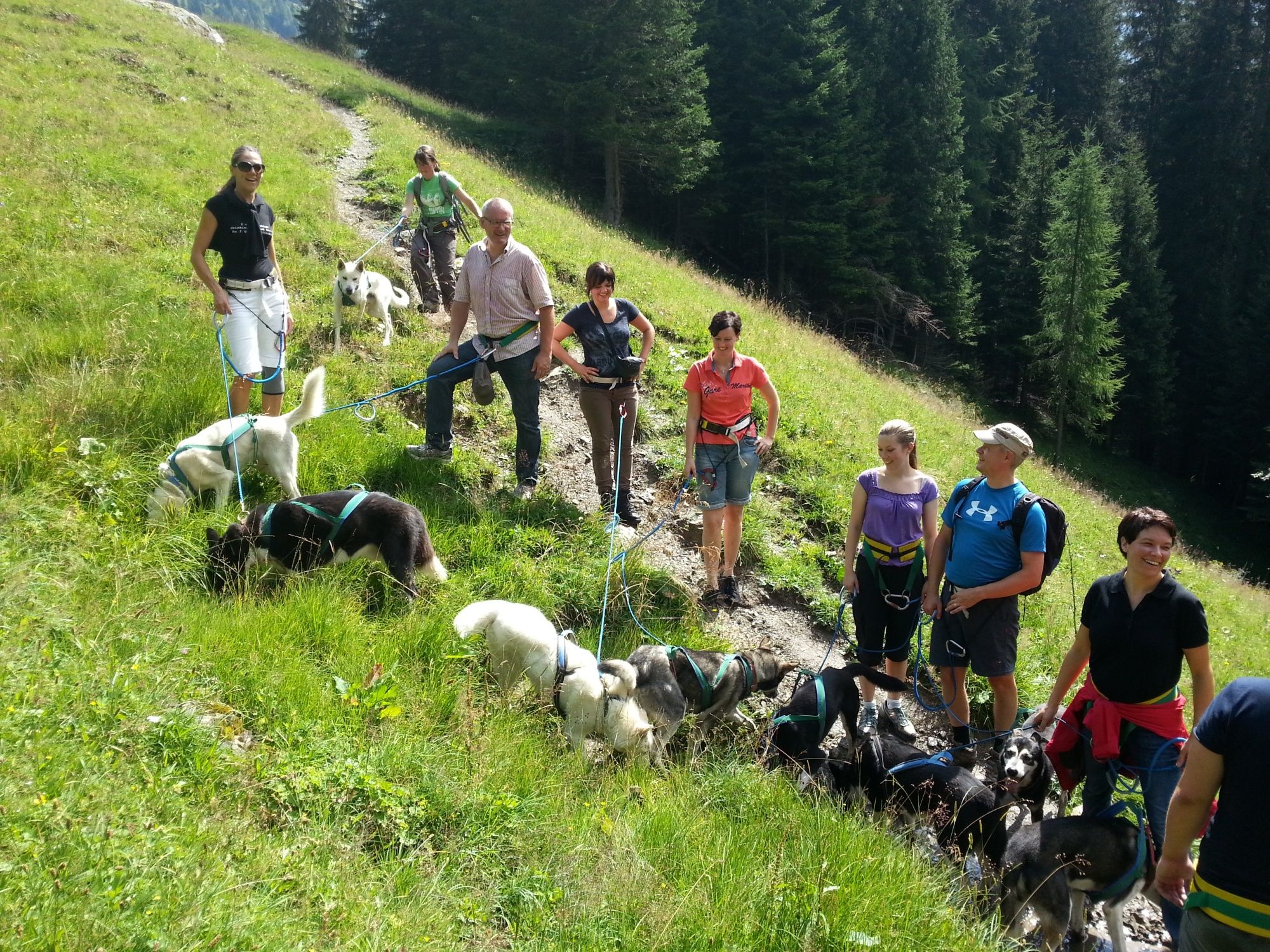 Huskytrekking s veselými skupinami v přírodě na výlety se psy v létě.