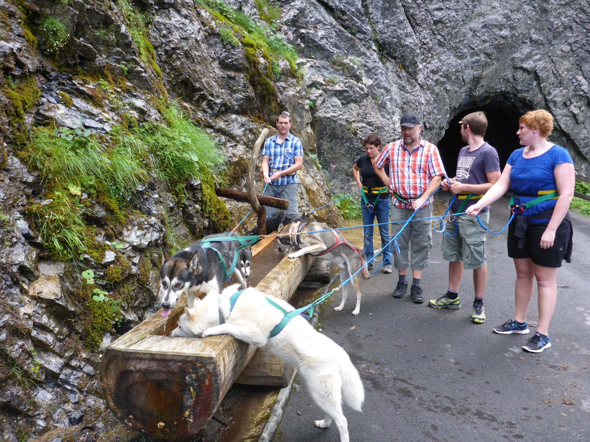 Pes: Husky treking v přírodě s průvodci na malebném místě pro vzrušující dobrodružství.