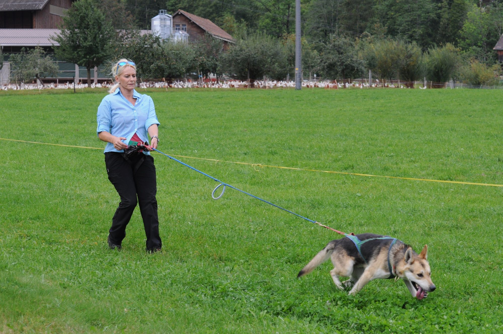 Huskytrekking: Užijte si dobrodružství s psy husky v přírodě během léta s zkušeným průvodcem.