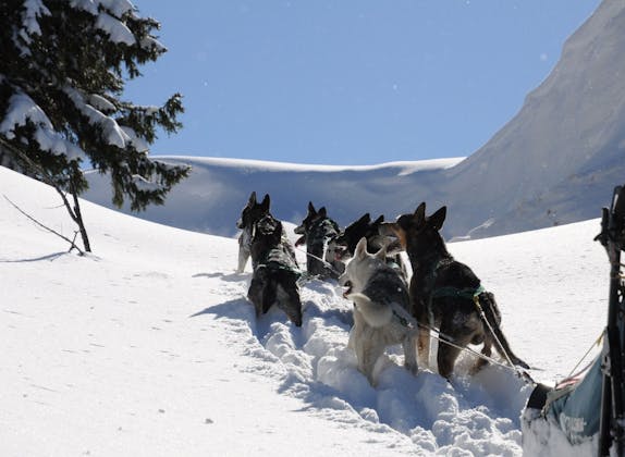 Tur perjalanan kereta luncur salju musim dingin bersama Husky di pemandangan bersalju, cocok untuk rombongan dan anak-anak.