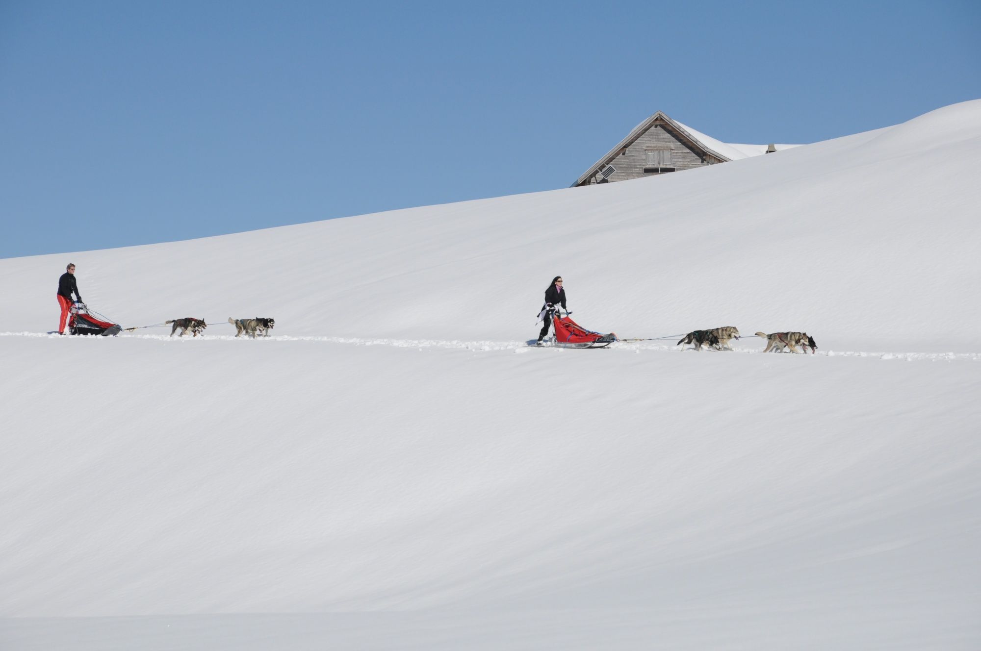 هوسكيستاف: جولة الكلاب الجليدية مع فريقك في المناظر الشتوية المدهشة.