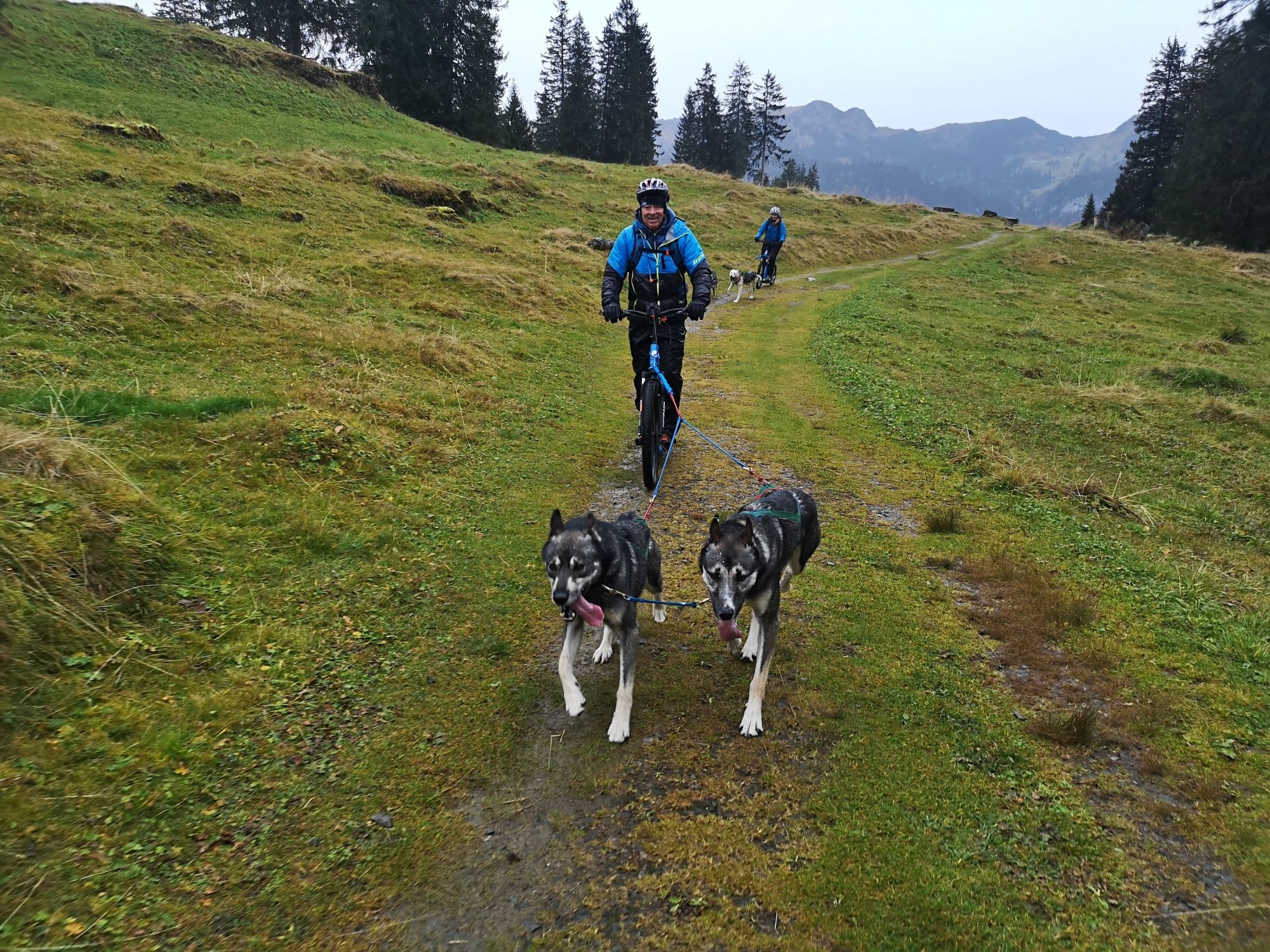 Huskystuff: Dogs on a scooter tour in nature with exciting adventures in winter.