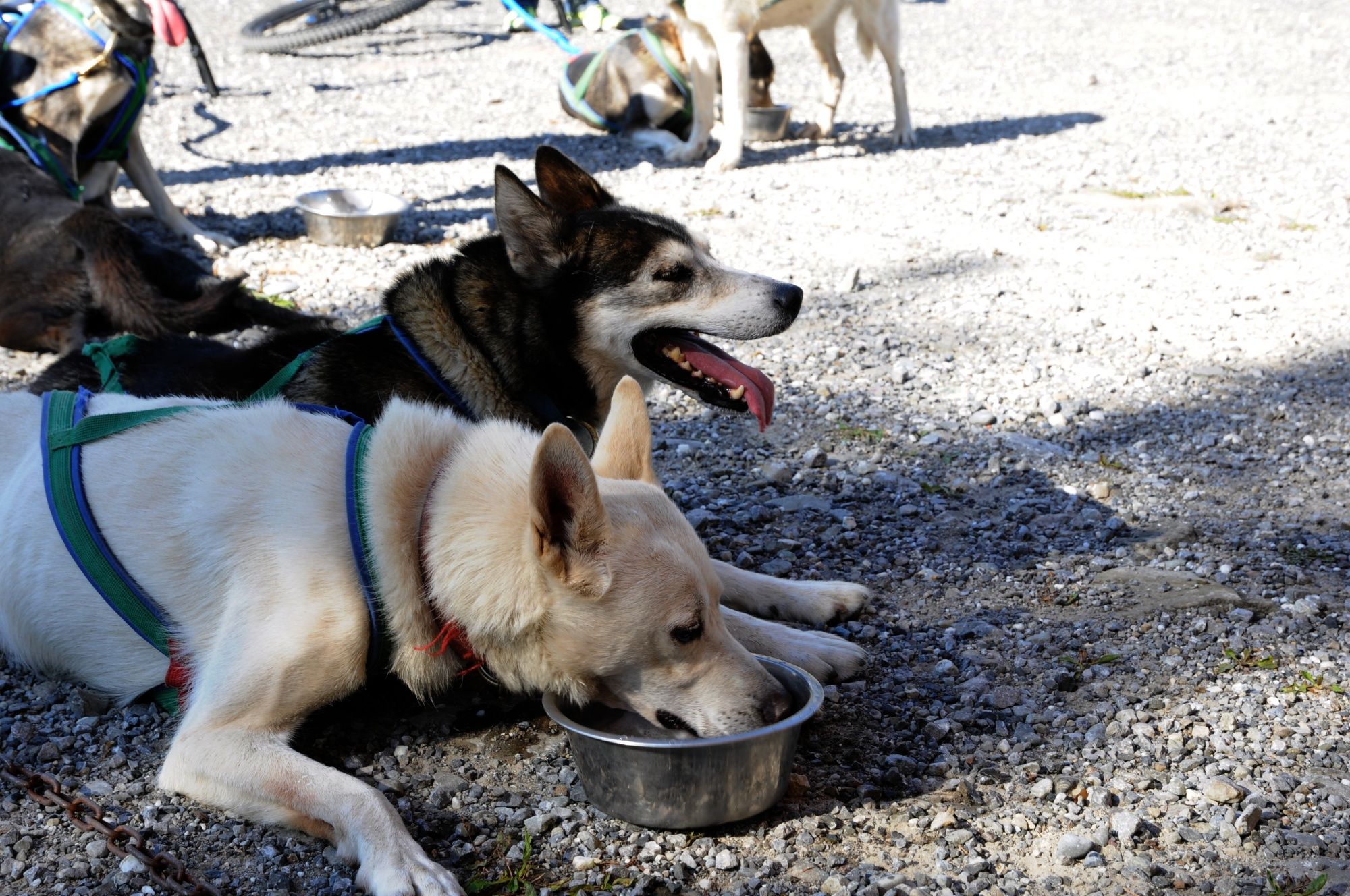 Huskystuff: two dogs drinking from bowls on a scooter adventure in nature.