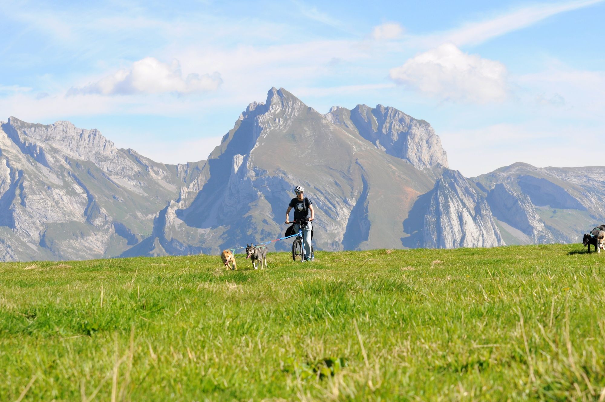 Huskystuff GmbH: Cyclists with dogs in the mountains – Enjoy adventures with animals and nature.
