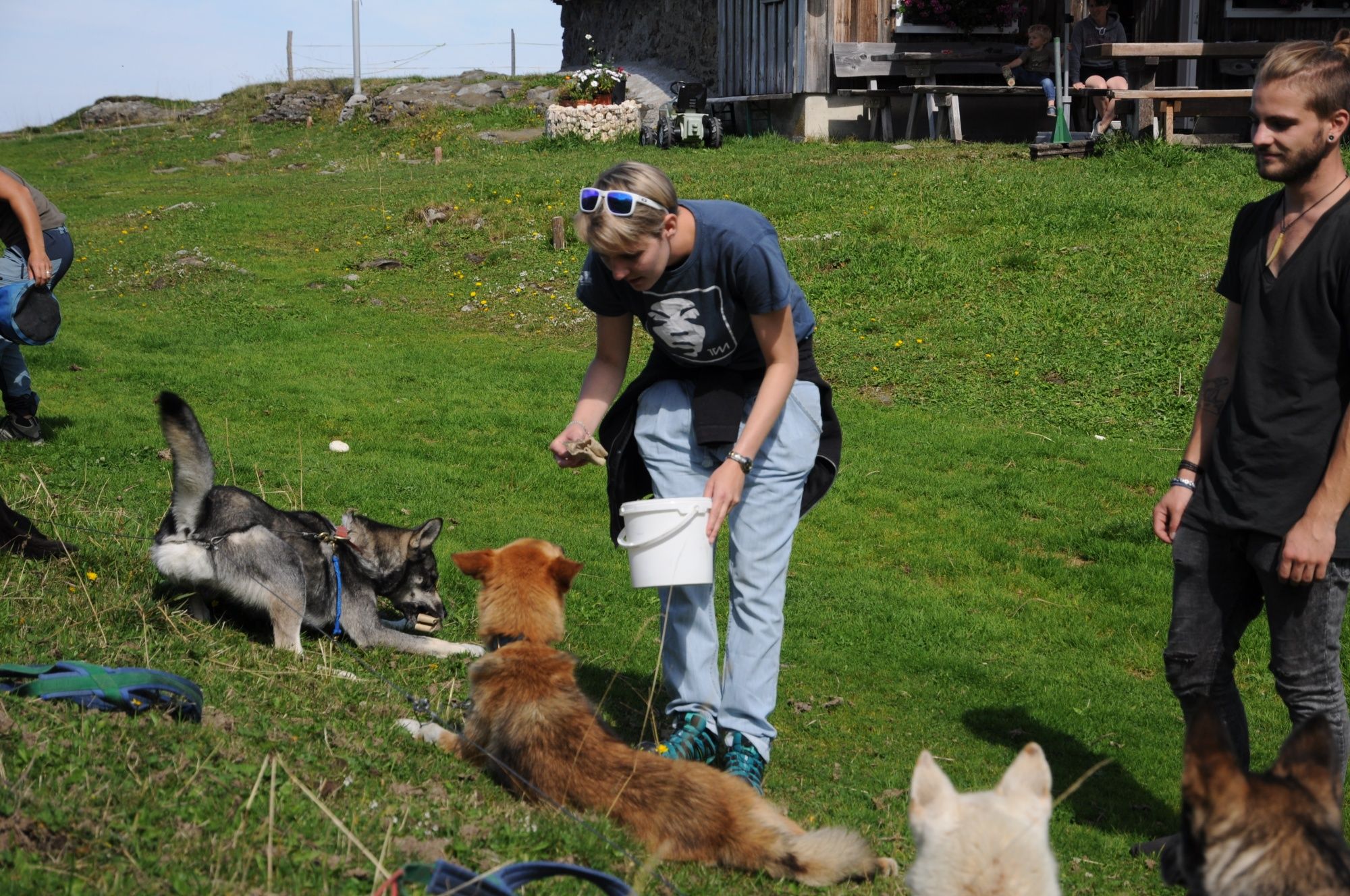 Huskies playing with people on a green meadow in summer. Dogs and adventures are experienced.