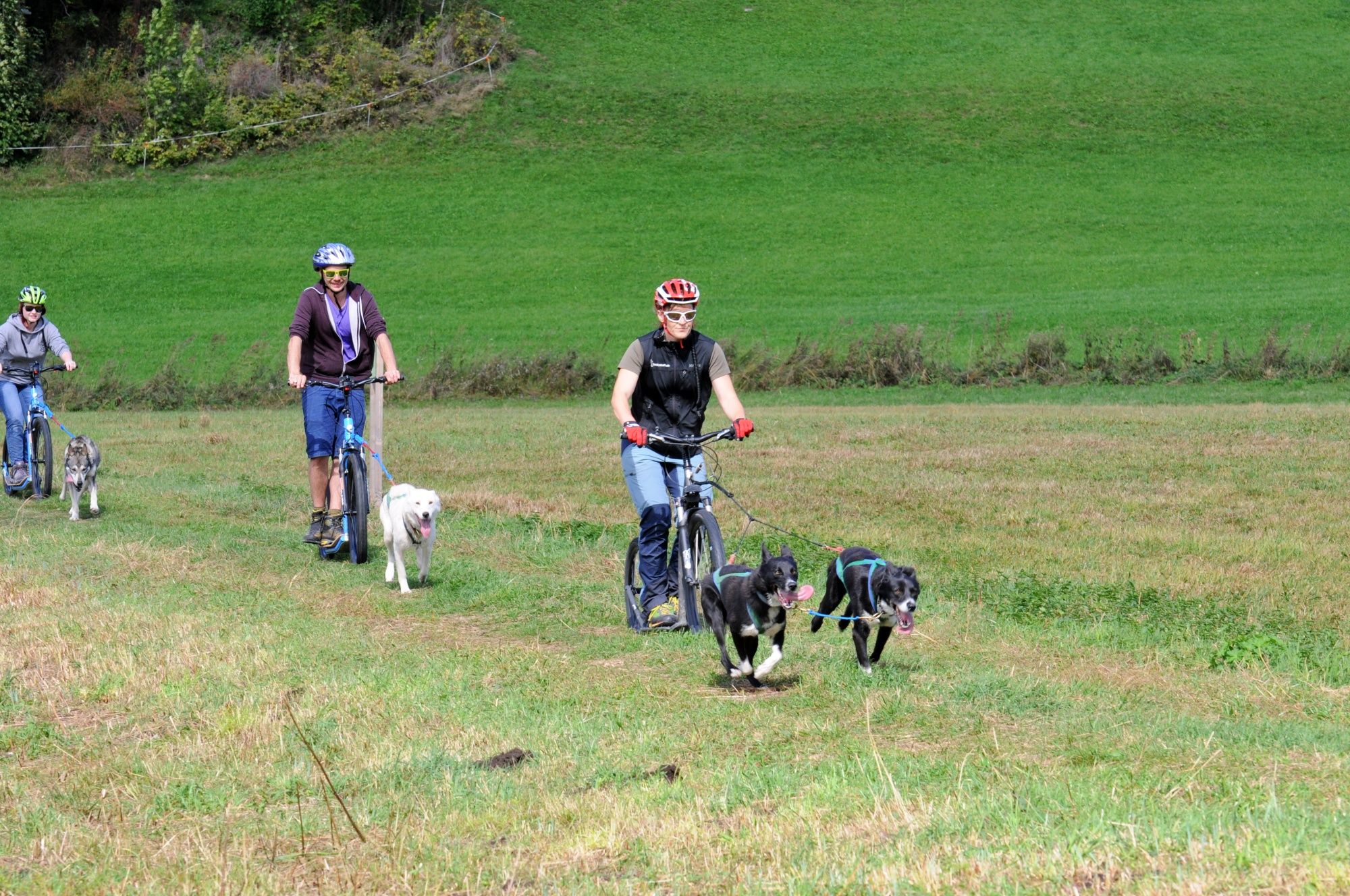 Huskystuff: Group activity with dogs on a bike path in nature