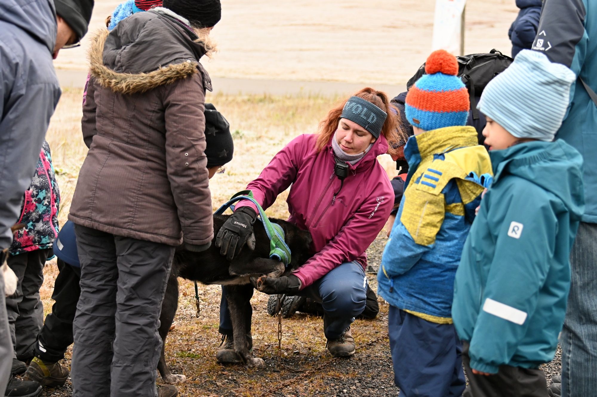 Vogntogstræning med Huskyer: Børn lærer legende om håndtering af dyr i naturen.
