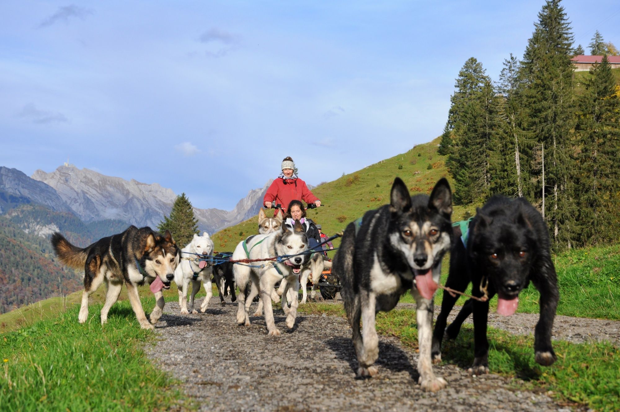 Huskystuff: træning med vogne og mange hunde i naturen om vinteren