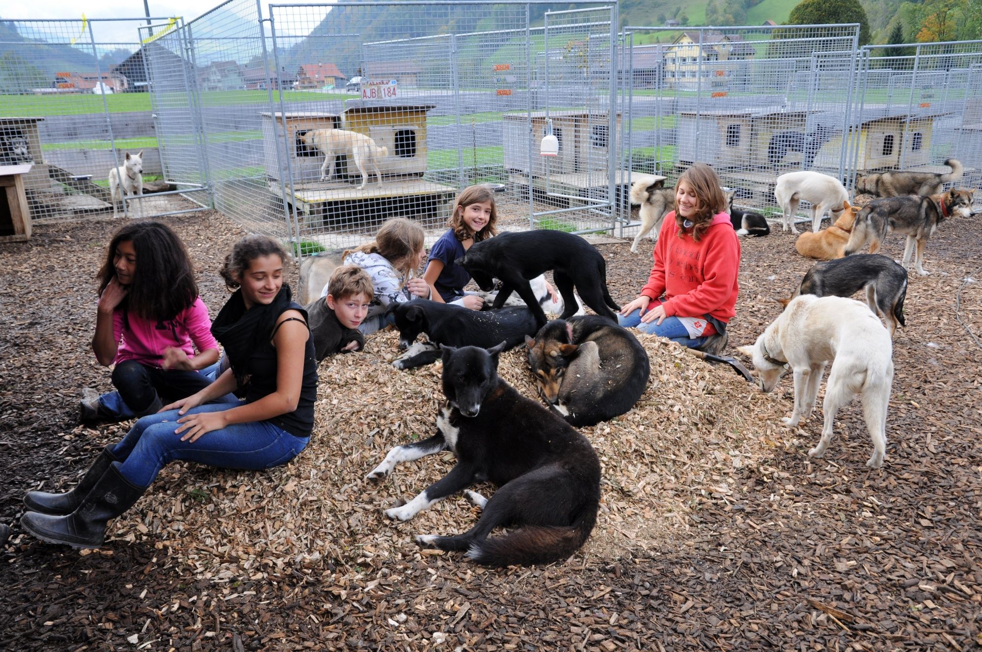 Huskystuff: Barn och hundar njuter av tiden i hundstallet med lekande djur och varm atmosfär.