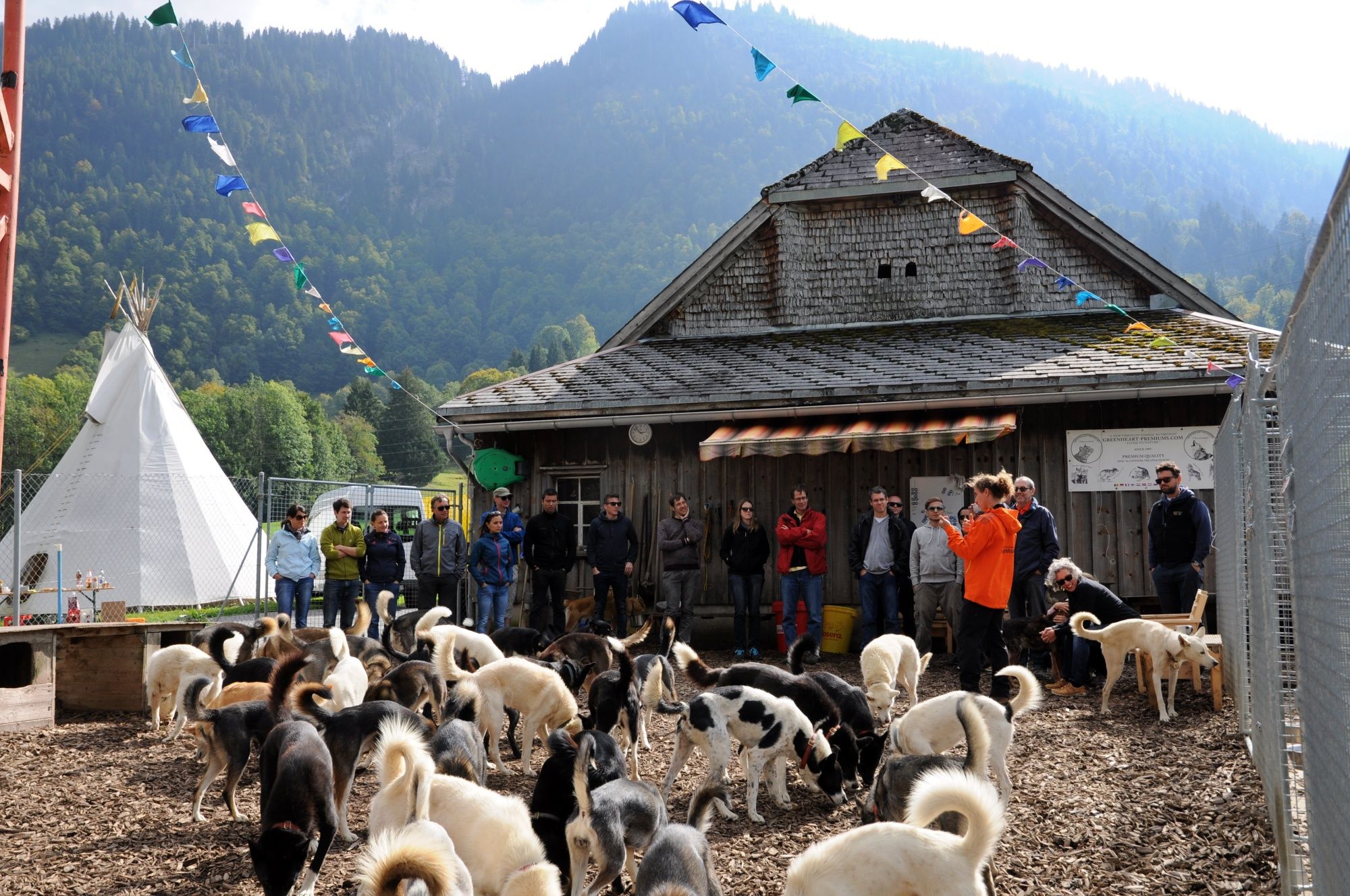Huskystuff: Gruppbesök i hundgården med många hundar i den vackra naturen i bergen.
