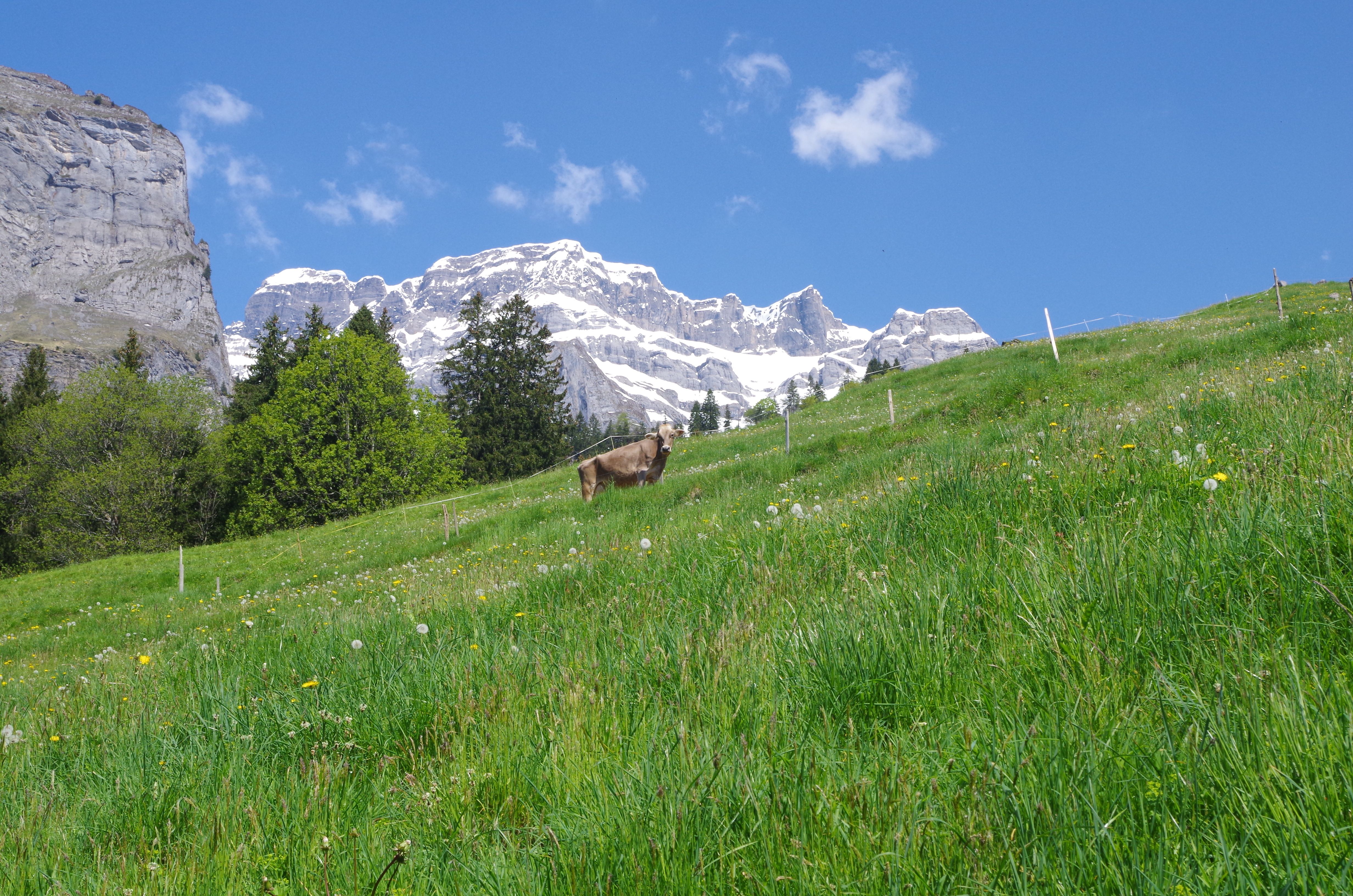 Curso de Alphorn em Oberblegisee com uma vista deslumbrante sobre as montanhas e o campo verde.