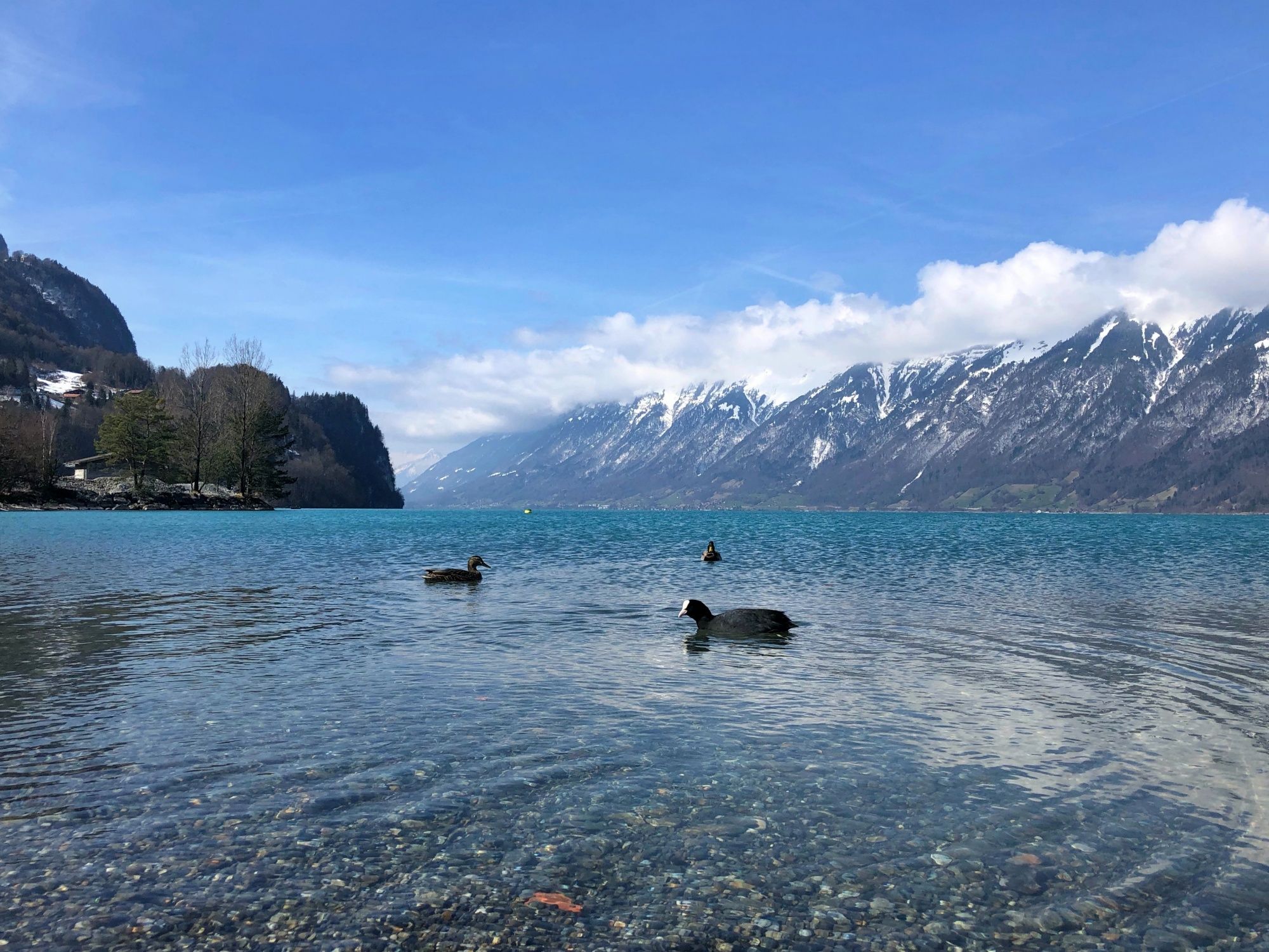 Lake with clear water, swans and mountains in the background in Grindelwald
