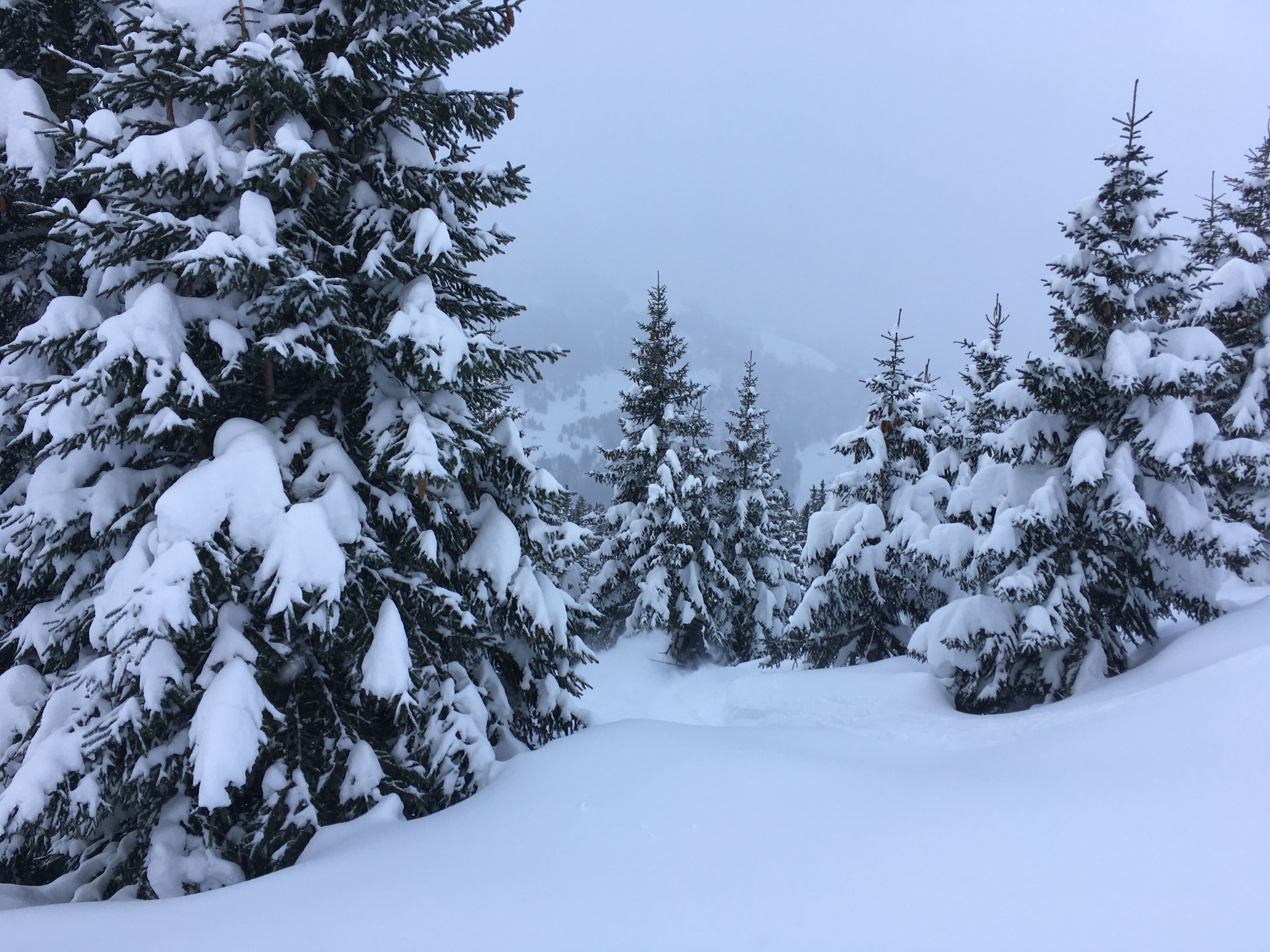 Snöskovandring på vintern i den snötäckta fjällnaturen med majestätiska granar.