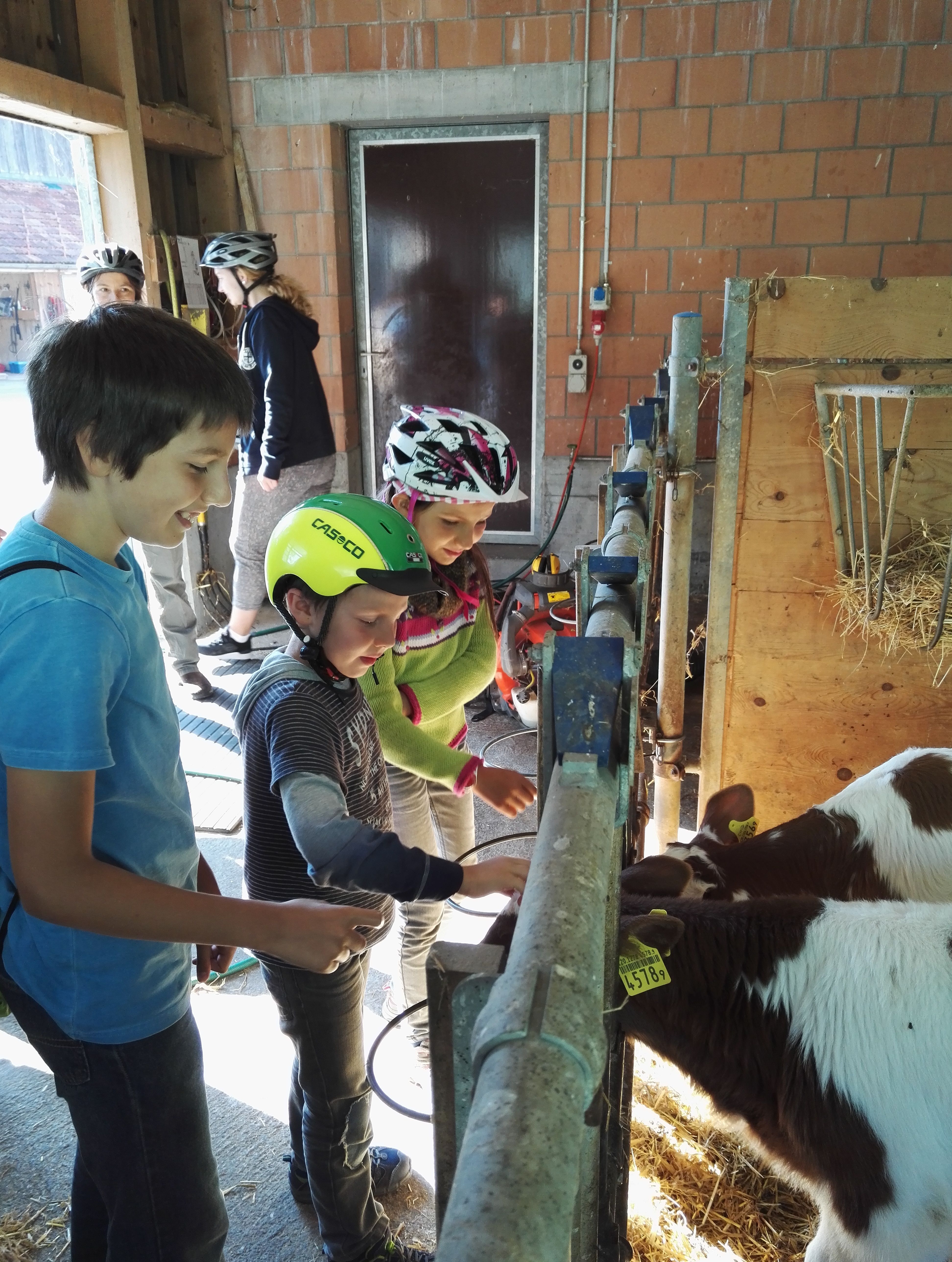 Fattoria Interlaken: Bambini danno da mangiare alle mucche in stalla con fieno.