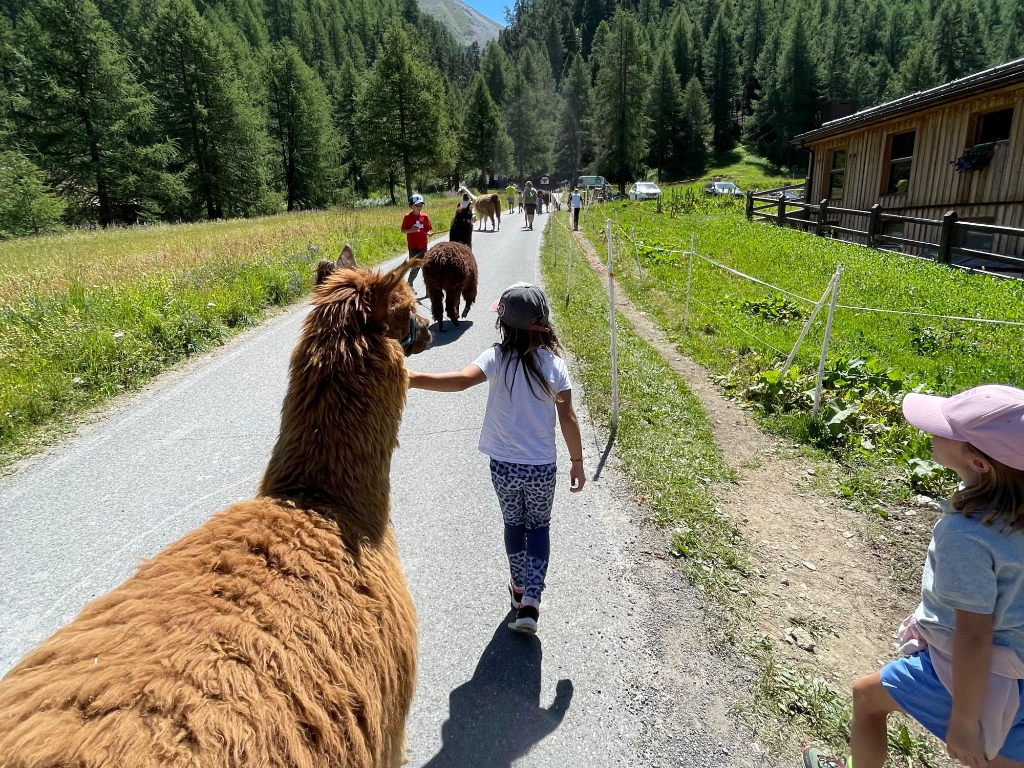 Obóz dla dzieci w St. Moritz: dzieci mogą przez lato w naturze gór doświadczyć bliskości z alpakami.