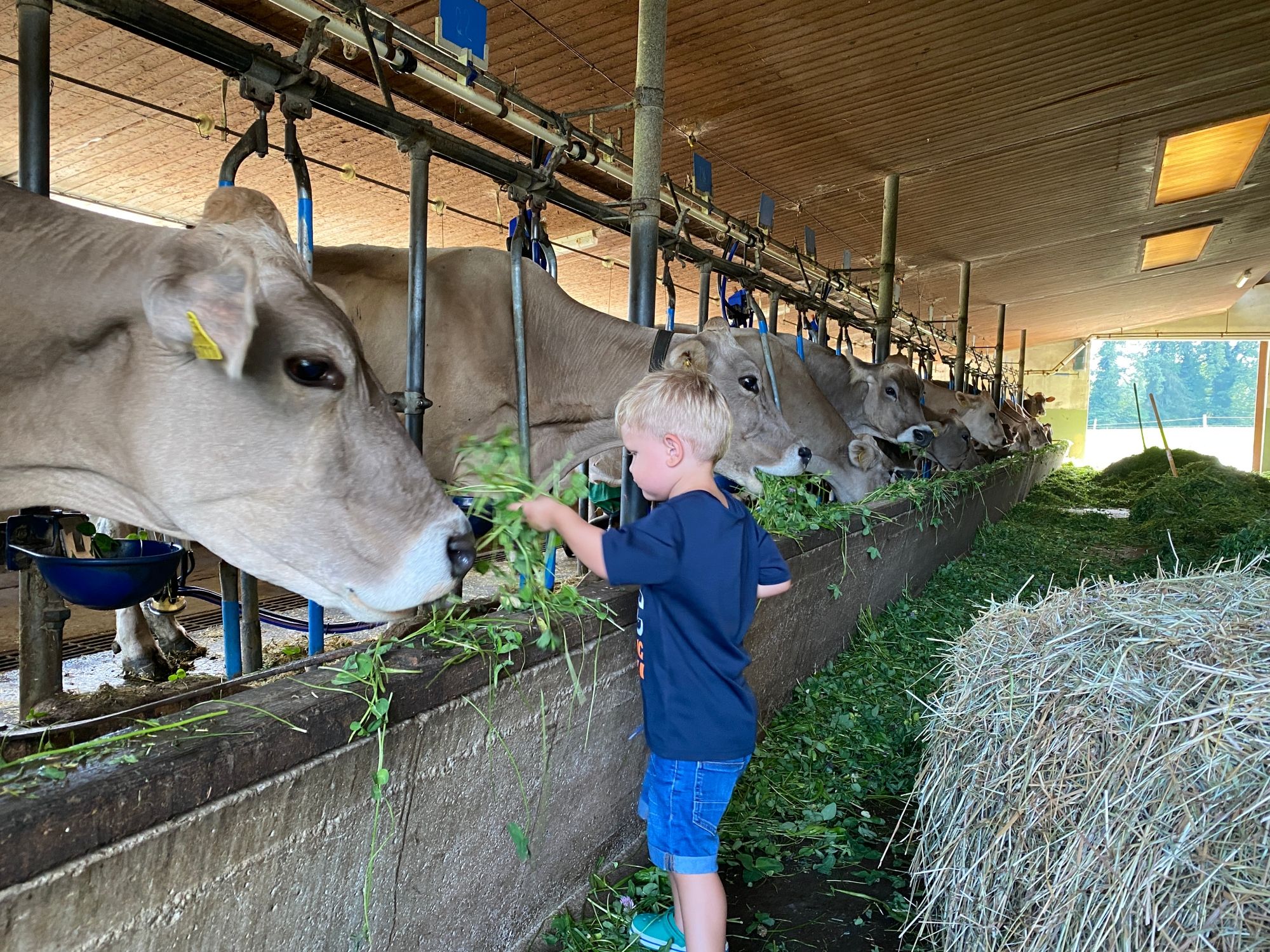 Stalla: Ragazzo in stalla con mucche, idillio rurale, fattoria e incontri con gli animali.