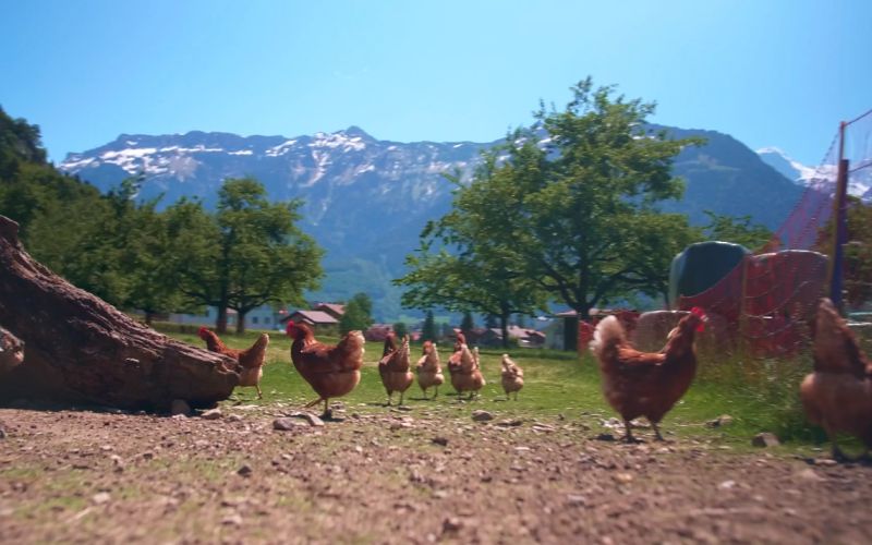 Le galline nella fattoria a Berchtesgaden camminano sul prato.