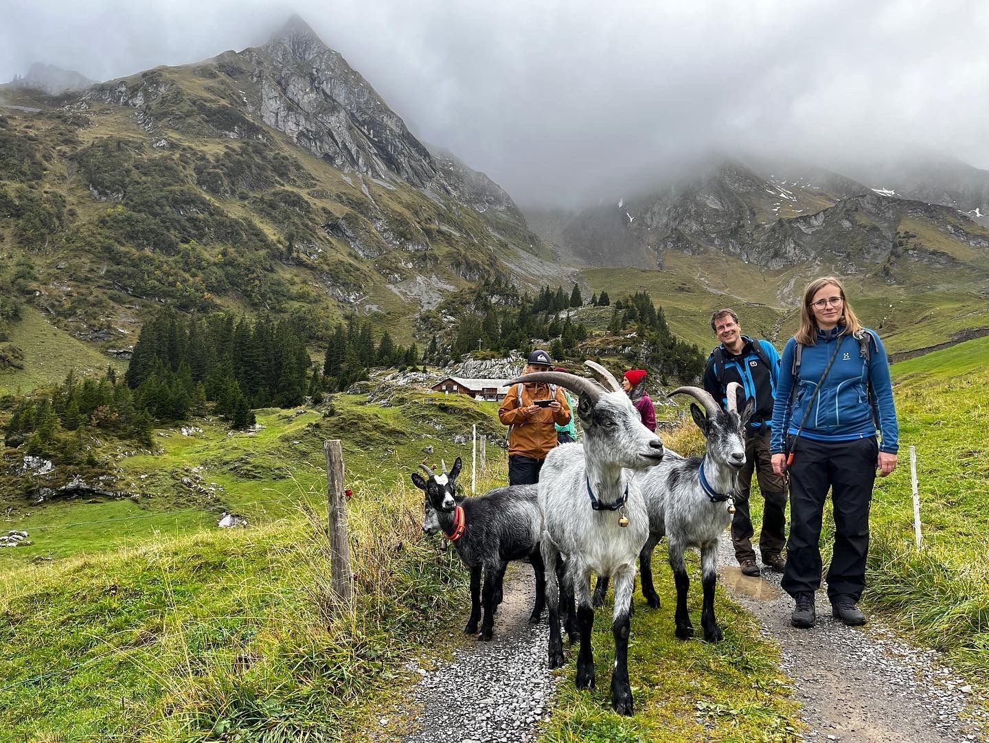 Pěší turistika s kozami v Isenthalu: Zažijte nezapomenutelné výlety s kozami v přírodě.