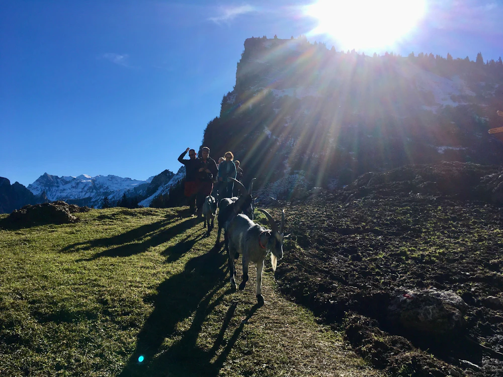 Trekking avec des chèvres à Isenthal : vivre une randonnée inoubliable avec des chèvres en pleine nature l'été.