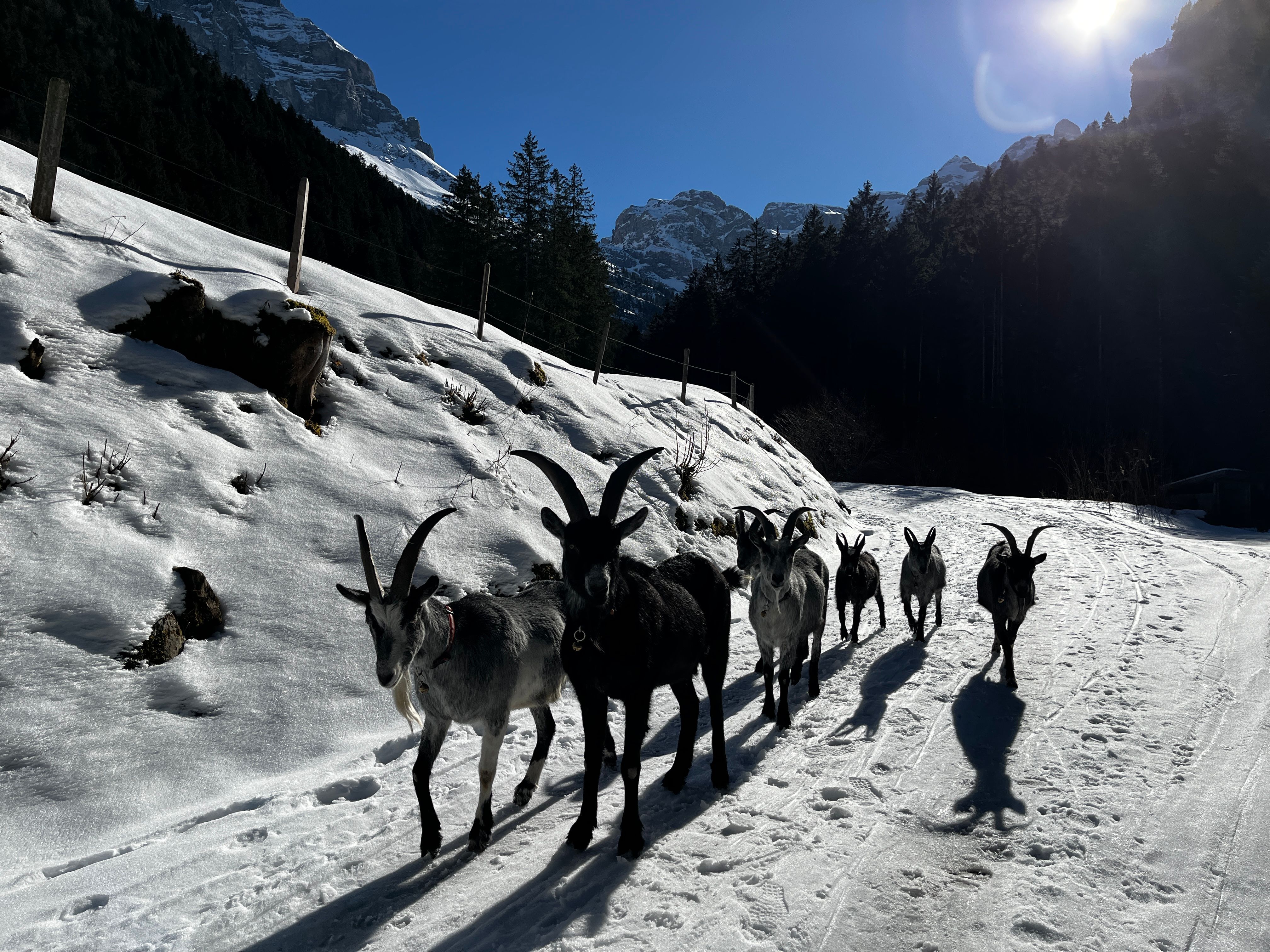 Kozy na ovčí pastvě v Isenthalu: Objevte nádhernou zimní krajinu s zvířaty a přírodou.