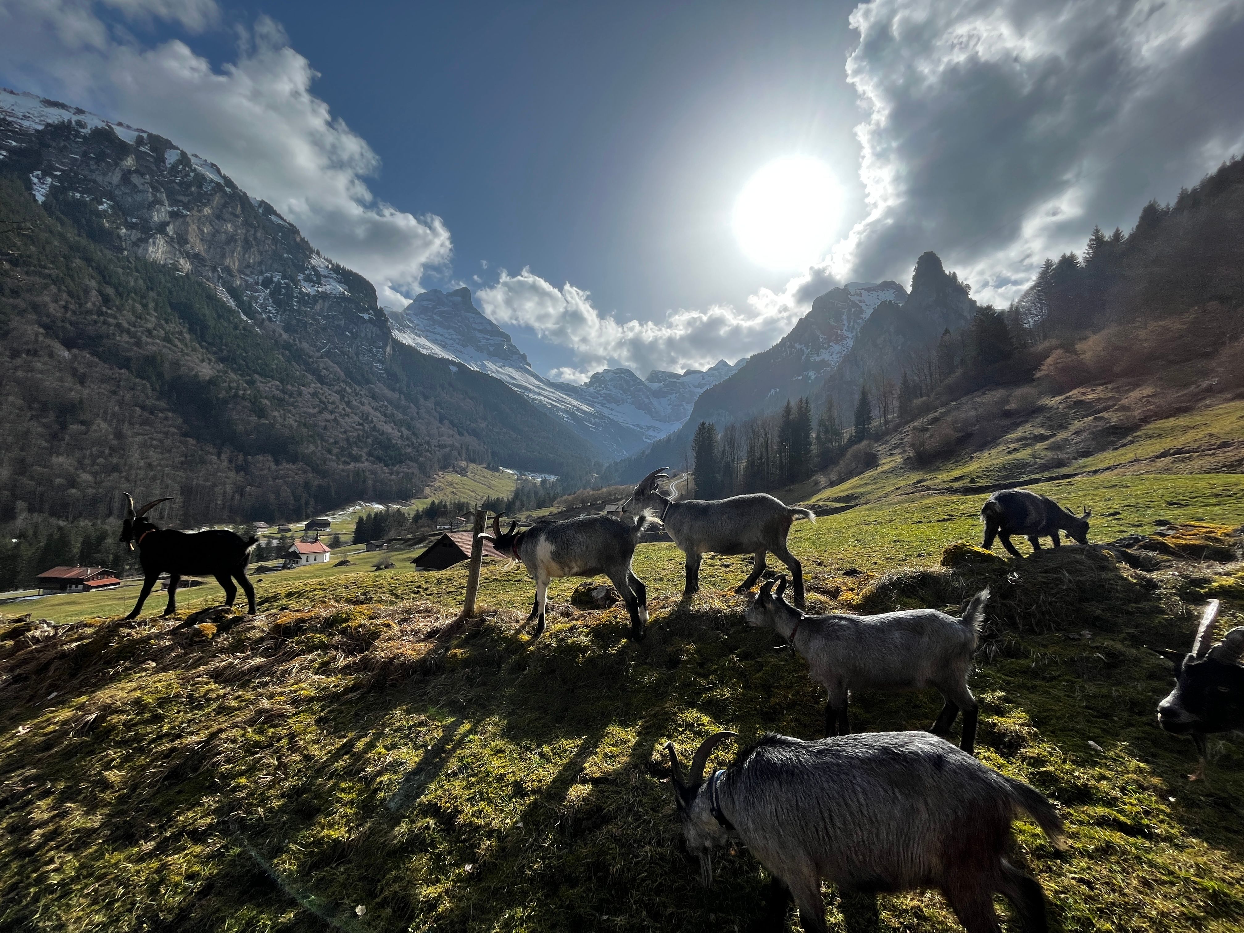 Pochod se zdravím s kozičkami v Isenthal v malebné horské krajině během léta.