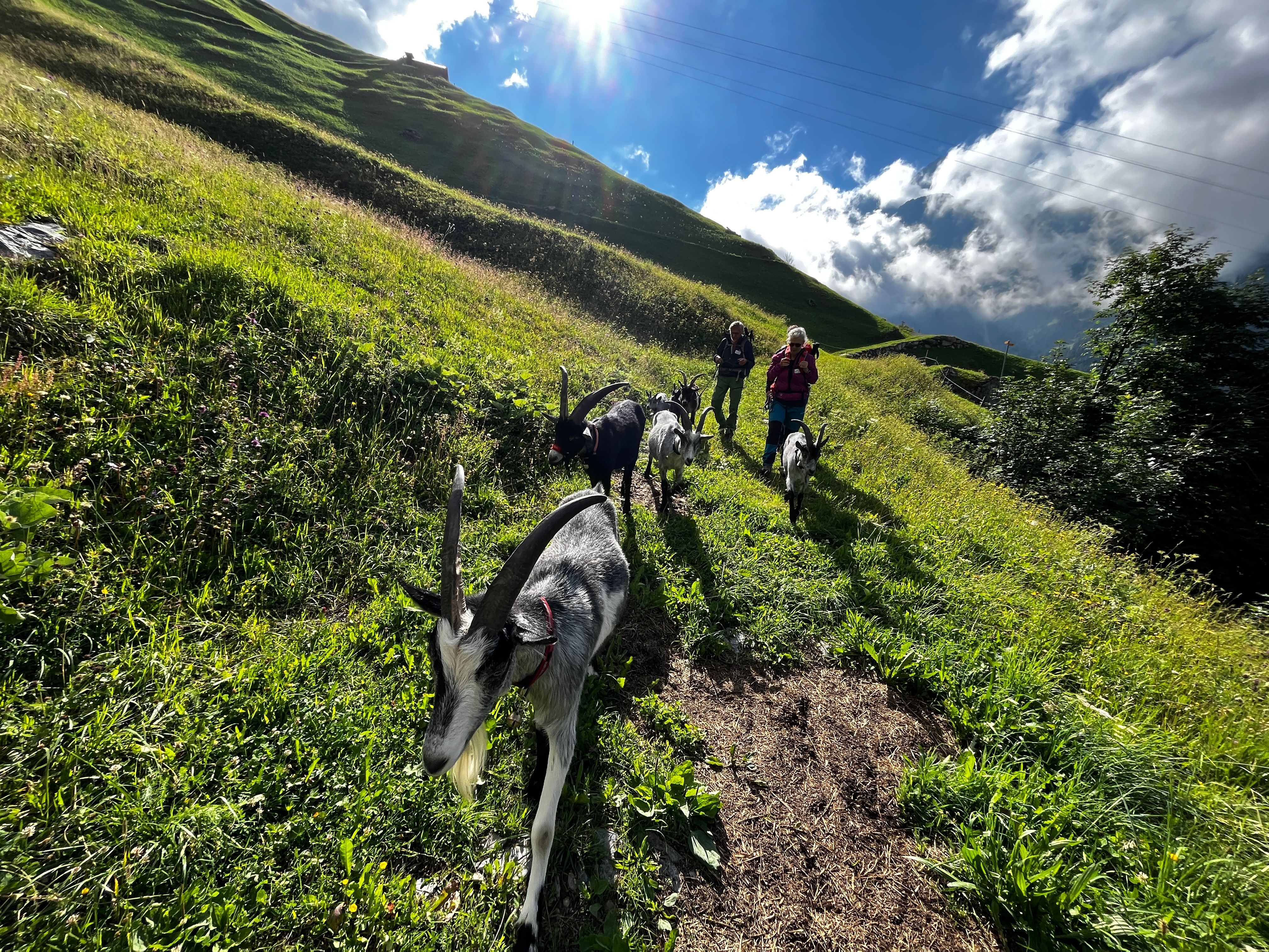 Vyzlíkání s kozami v Isenthalu: Zažijte přírodu a hory s přátelskými kozami a dobrodružnými průvodci.