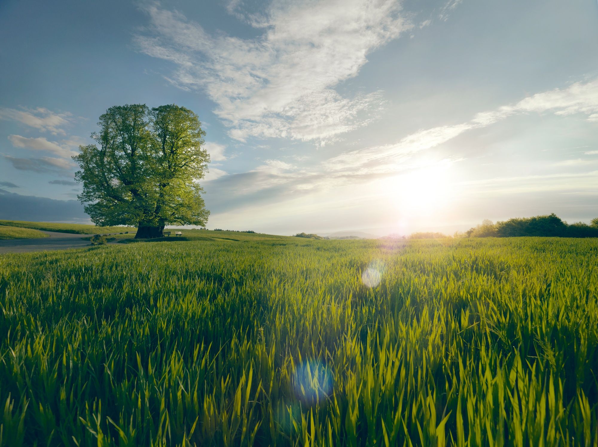 Jurapark Aargau: Experience beautiful meadows with trees and sunsets in nature.