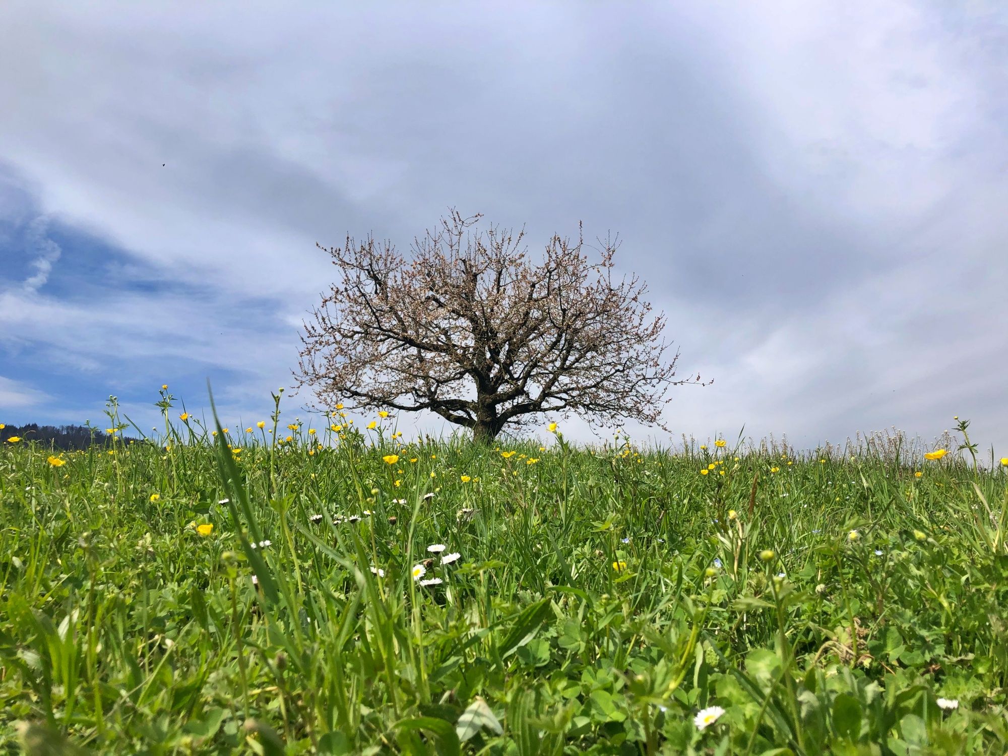 木碗：雕刻的树木细节与盛开的花朵和多云的天空