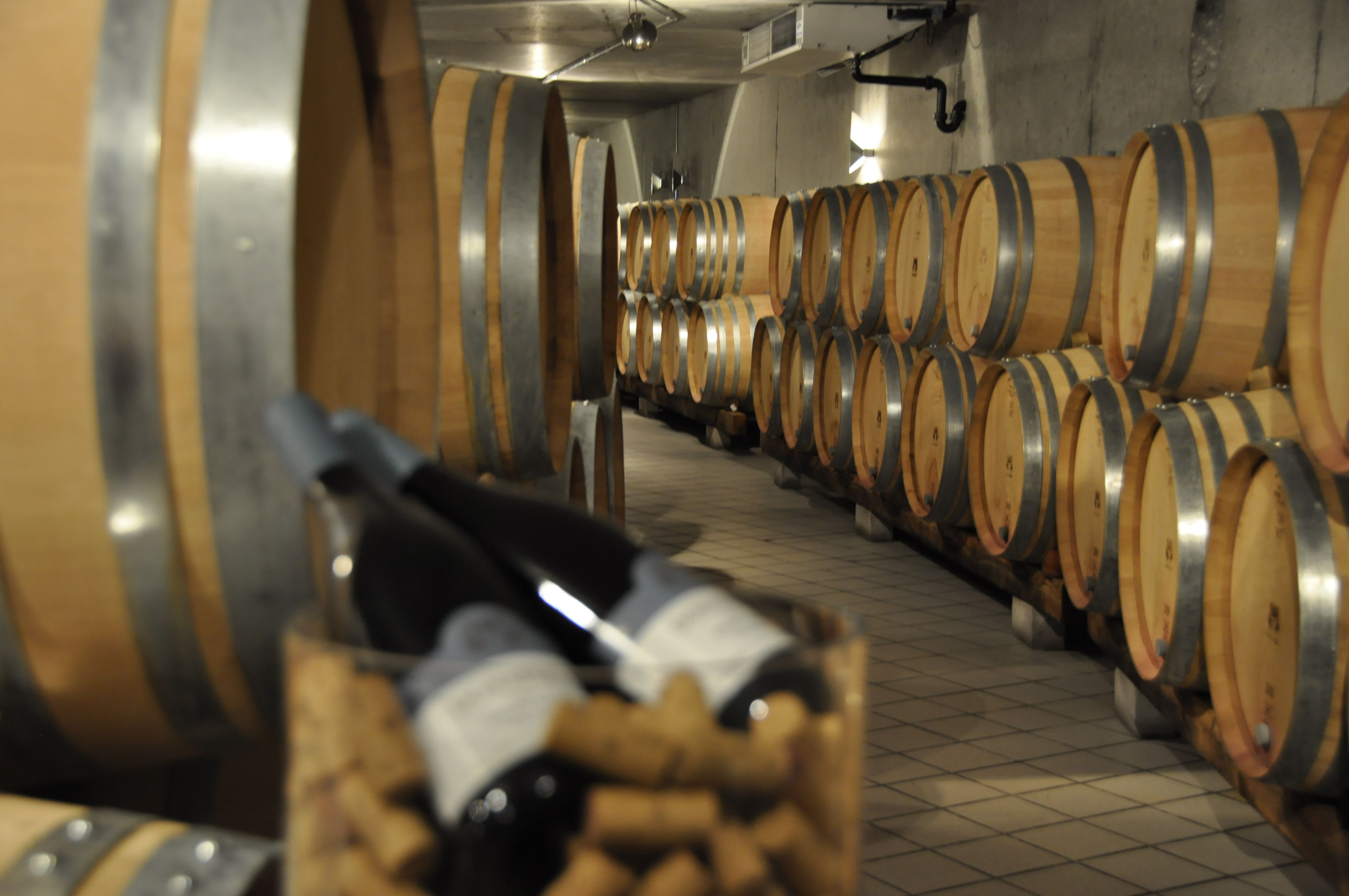 Tour del vino con botti nella Bündner Herrschaft, botti di legno, cantina del vino