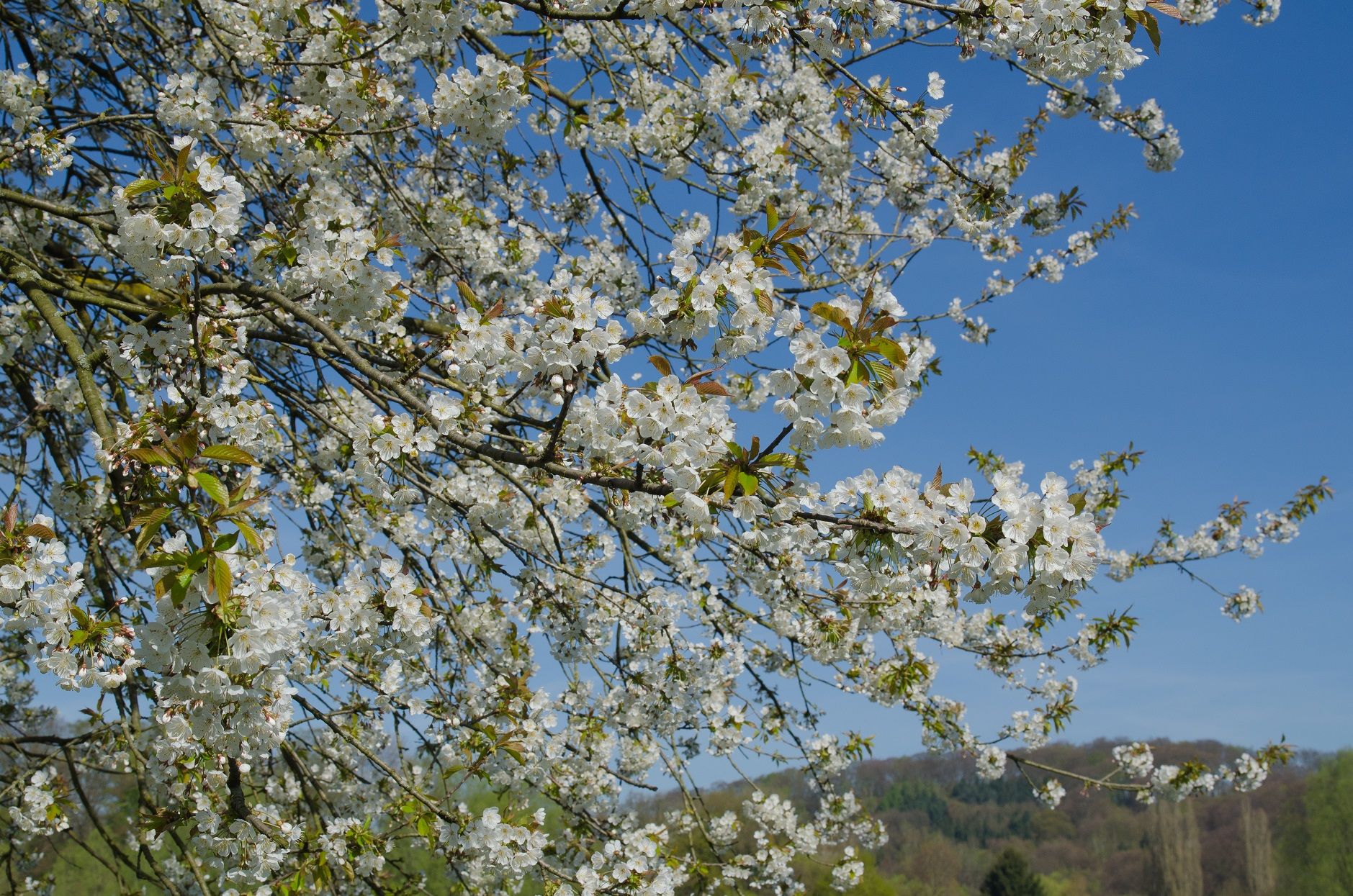 Wanderung Kirschblüten im Baselland | Swiss Activities