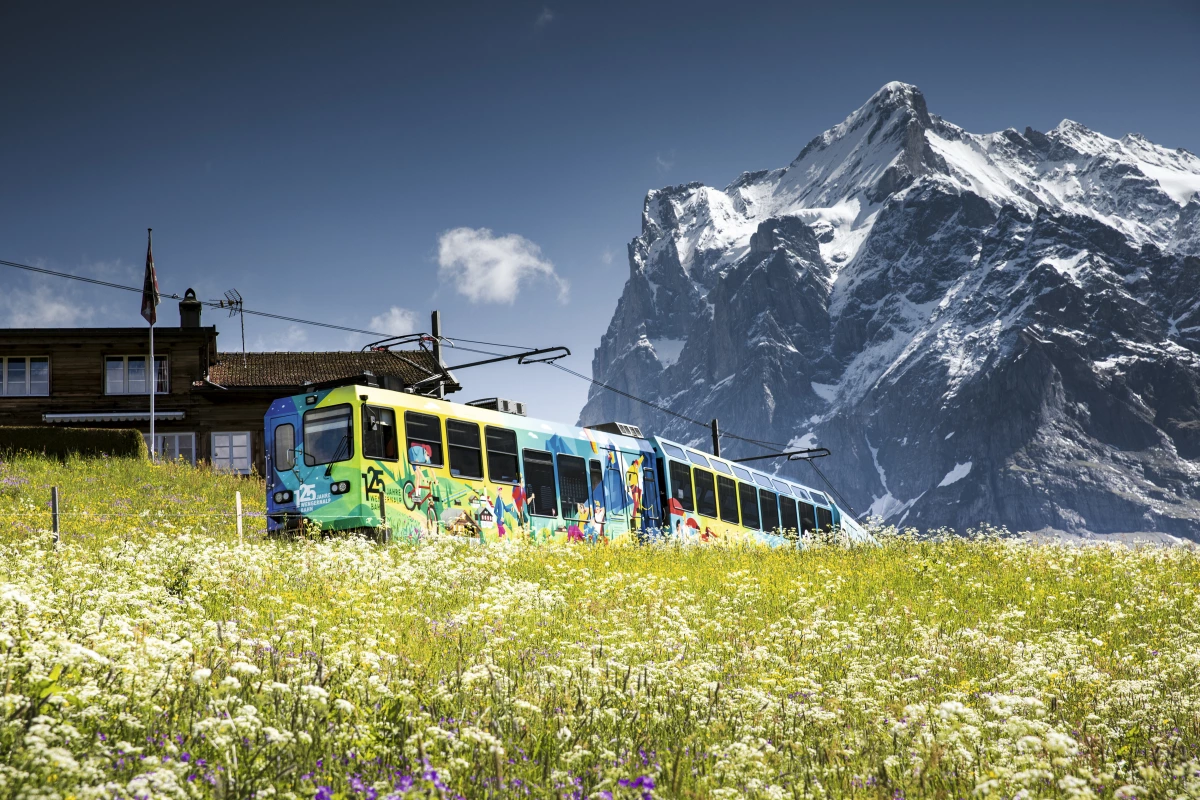 Kleine Scheidegg: Wengernalpbahn foran Wetterhornet, grønne enge, imponerende bjerglandskab om sommeren.