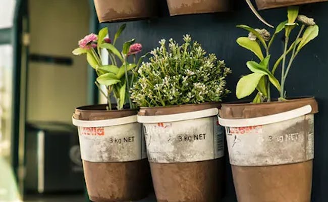 Plant a herb garden (Photo: Pexels)