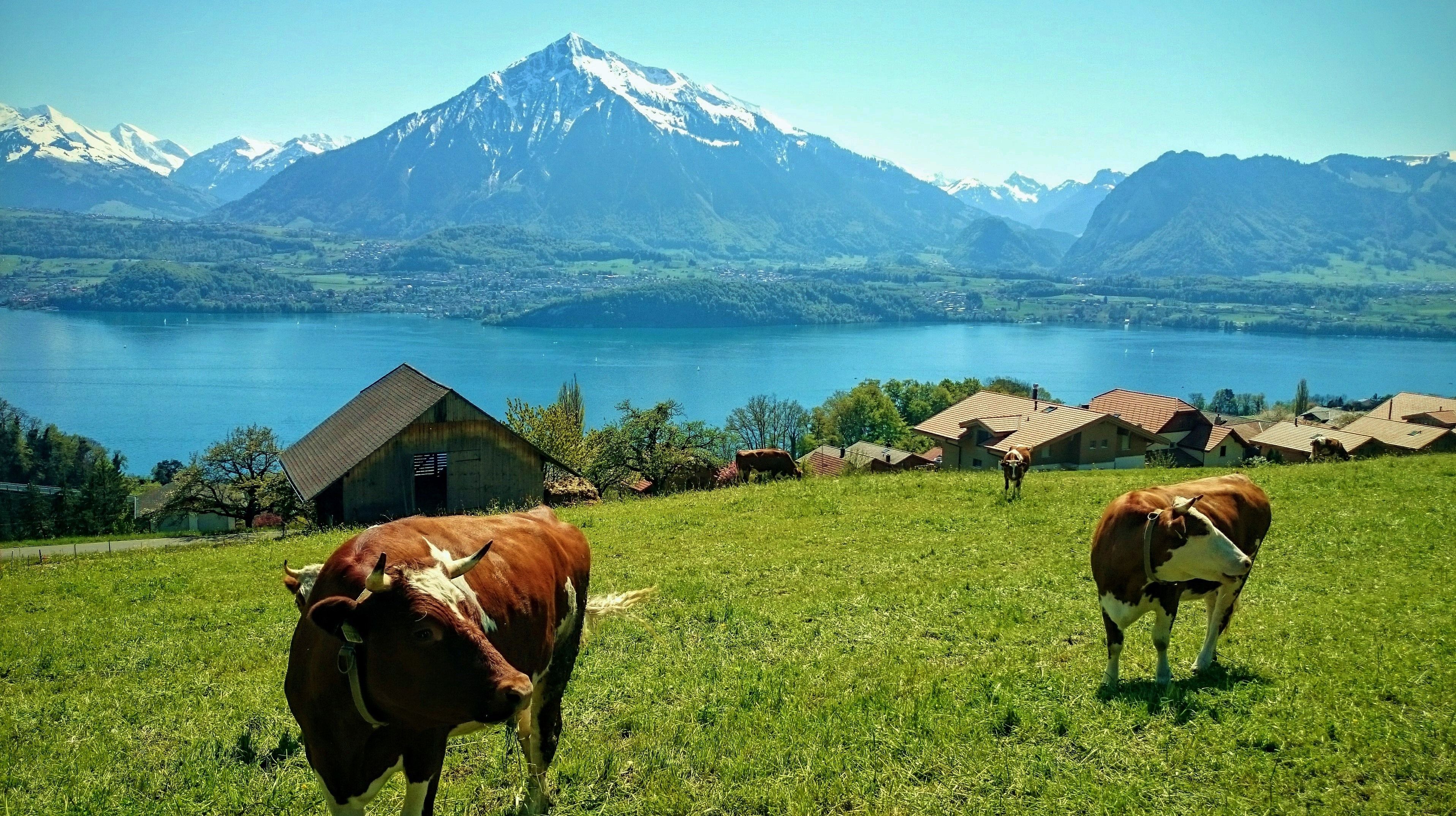 Kühe weiden am Thunersee, Blick auf Berge und Häuser