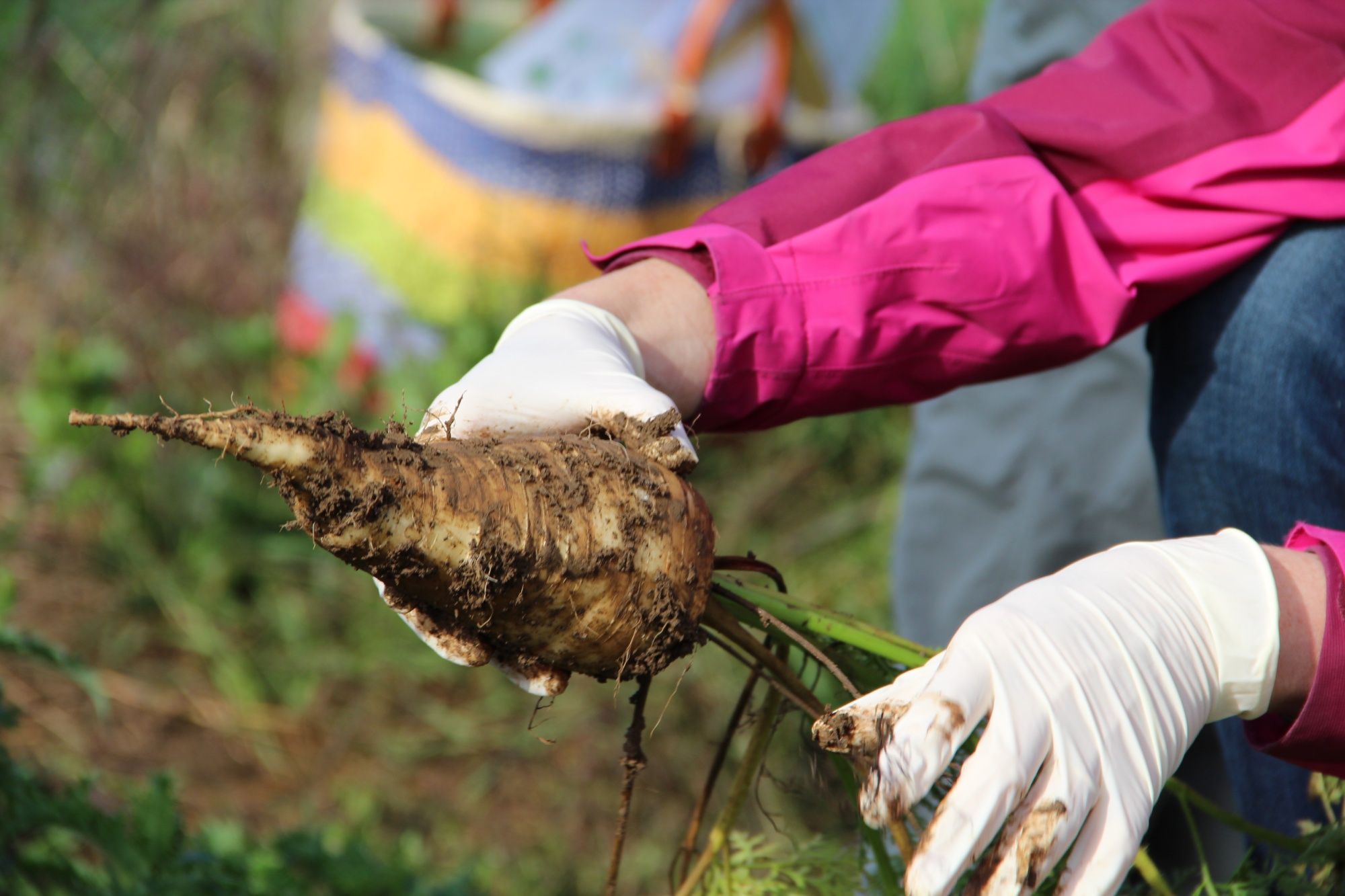 Carottes Kuettiger : récolte de carottes fraîches, jardin potager, nature, jardin