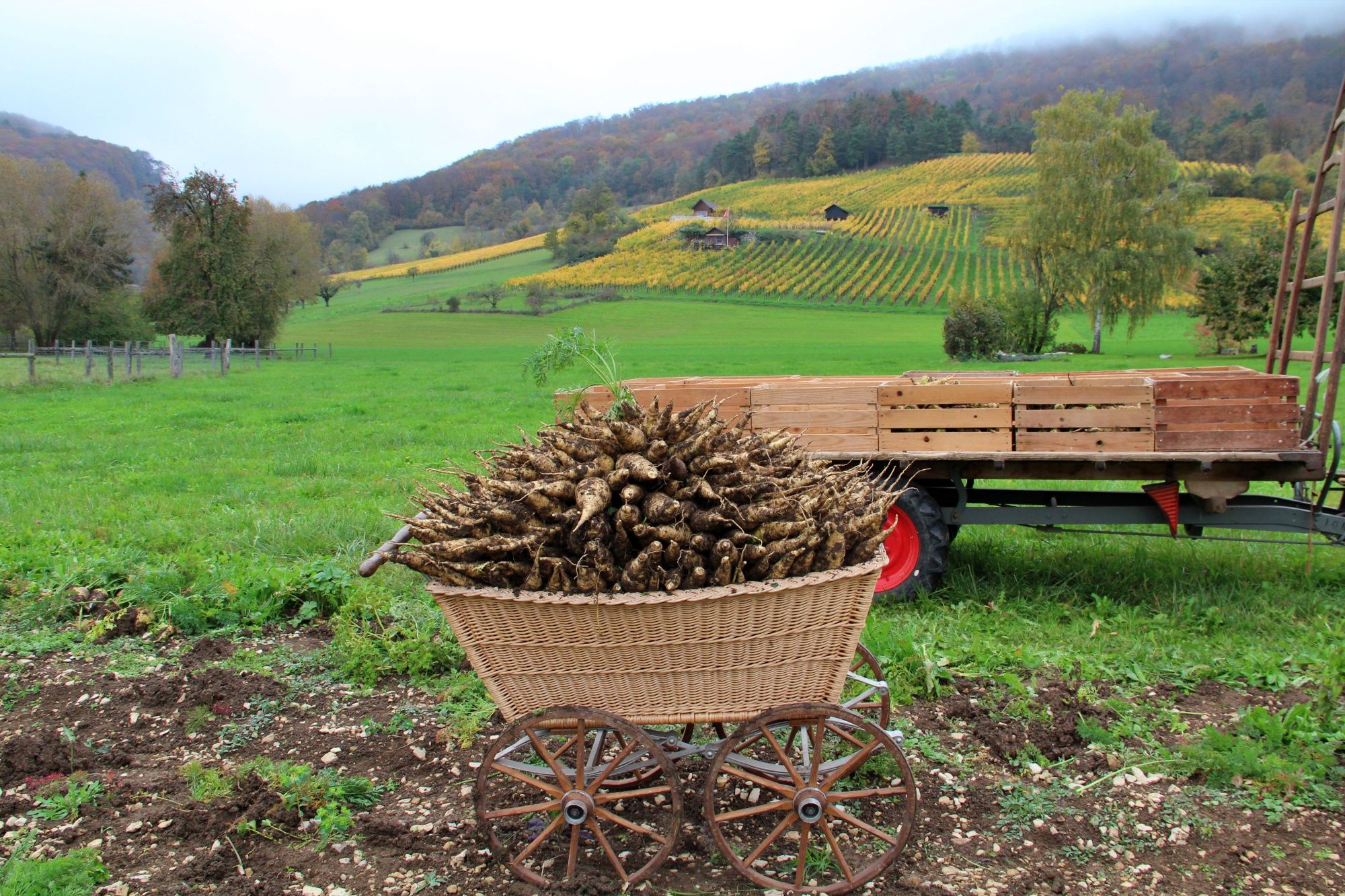 Carottes de Küttiger : Carottes fraîchement récoltées sur le champ dans un paysage pittoresque.