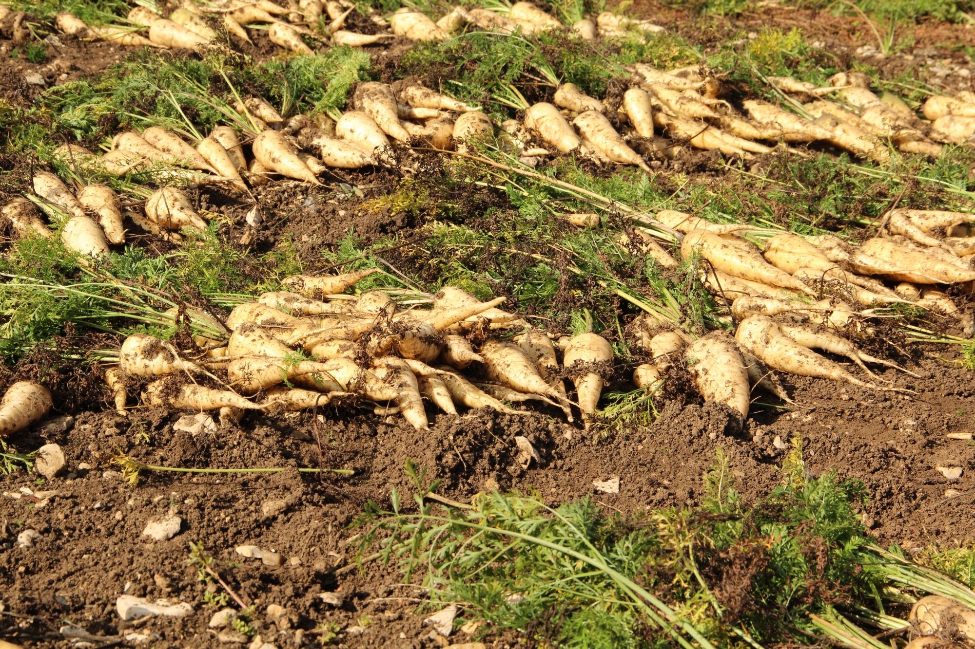 Kuettiger Rueebli : légumes racines frais Huettiger issus de l'agriculture biologique avec des feuilles vertes.