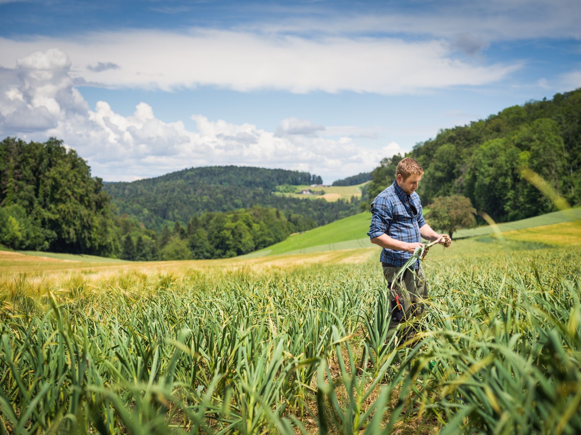 Pemanduan Bunga Anggrek: Jelajahi Keanekaragaman Tanaman di Langackerhof dan Nikmati Alam di Musim Panas.