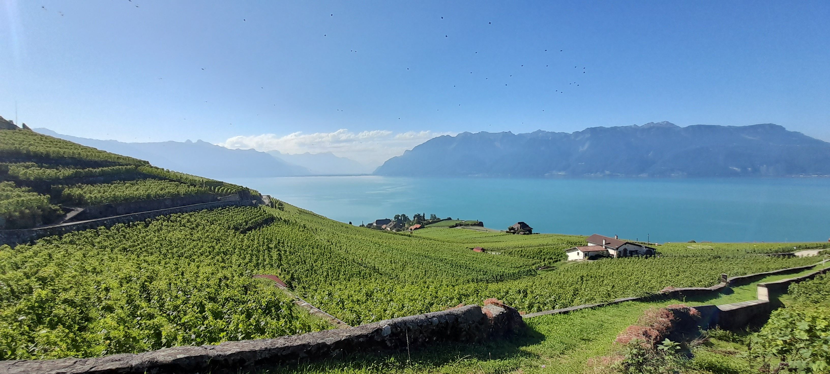 라보: 제네바 호수의 그림 같은 포도밭, 초록 포도와 배경의 산들