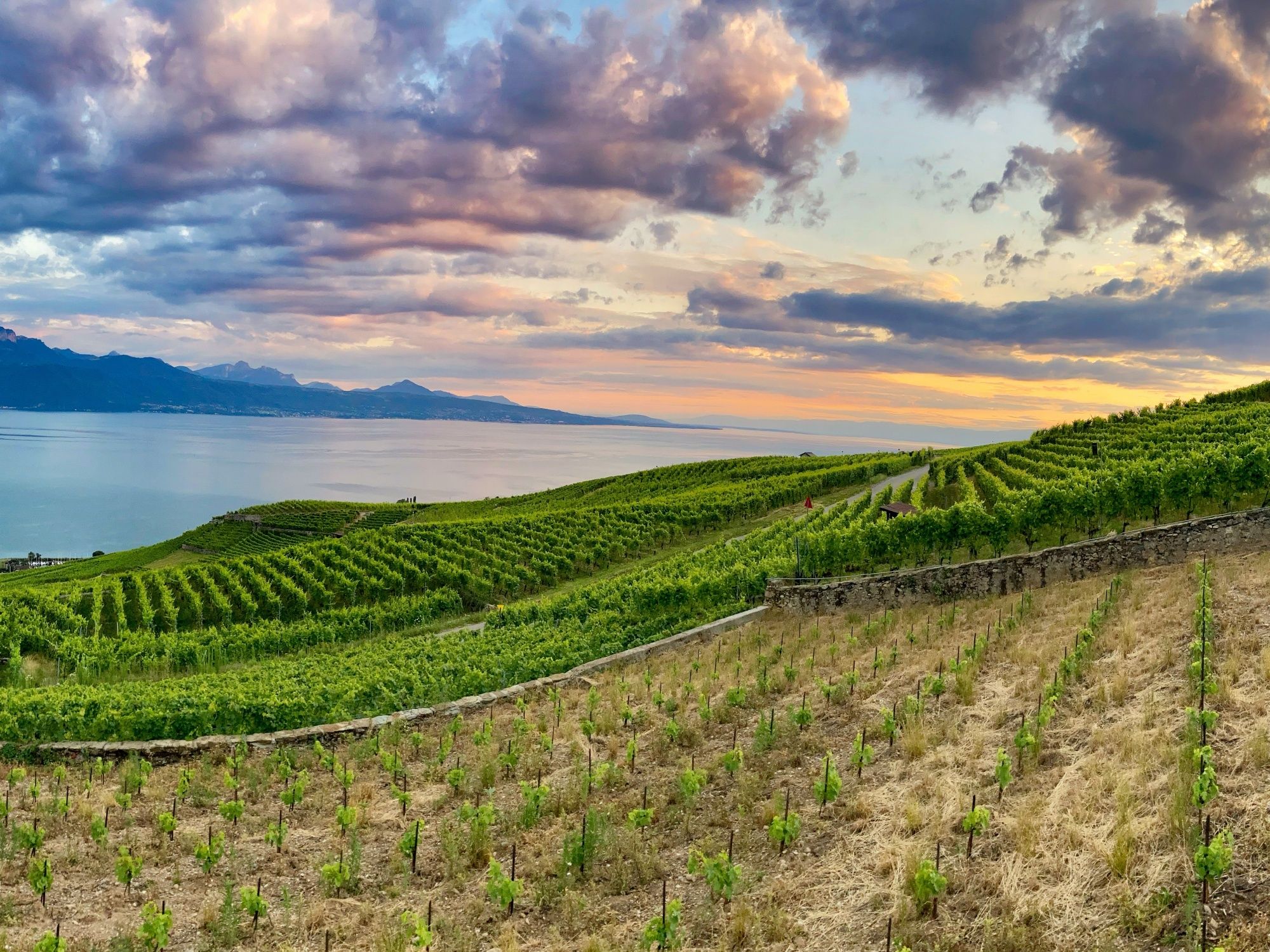 لافو: منطقة زراعة عنب جميلة على بحيرة جنيف، تحتوي على كروم خضراء وغروب رائع.