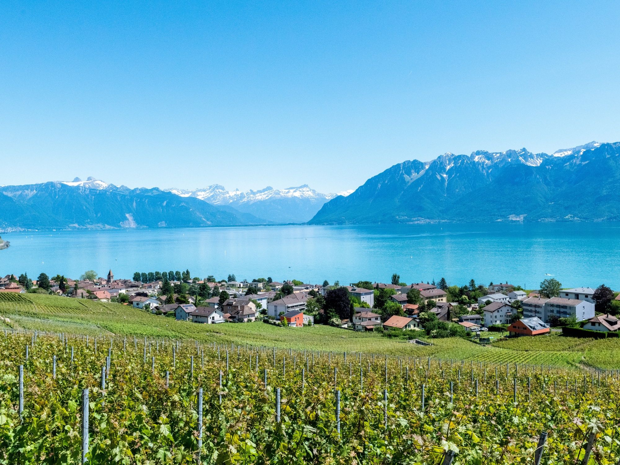 لافو: كروم العنب مع منظر على بحيرة جنيف والجبال، مثالية للاسترخاء ومحبي الطبيعة.