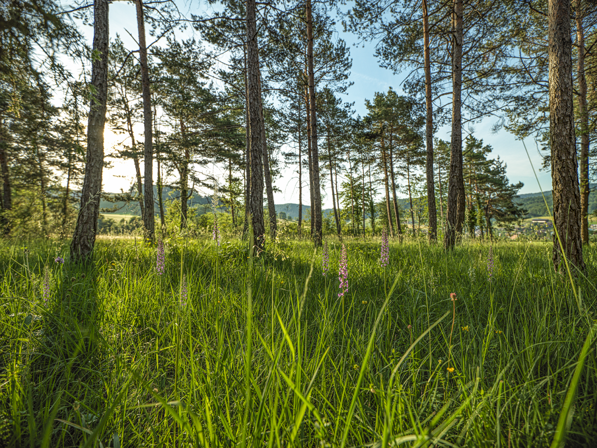 Lichte dennenbos: indrukwekkende wandeling tussen naaldbomen en bloeiende weilanden in de zomer.