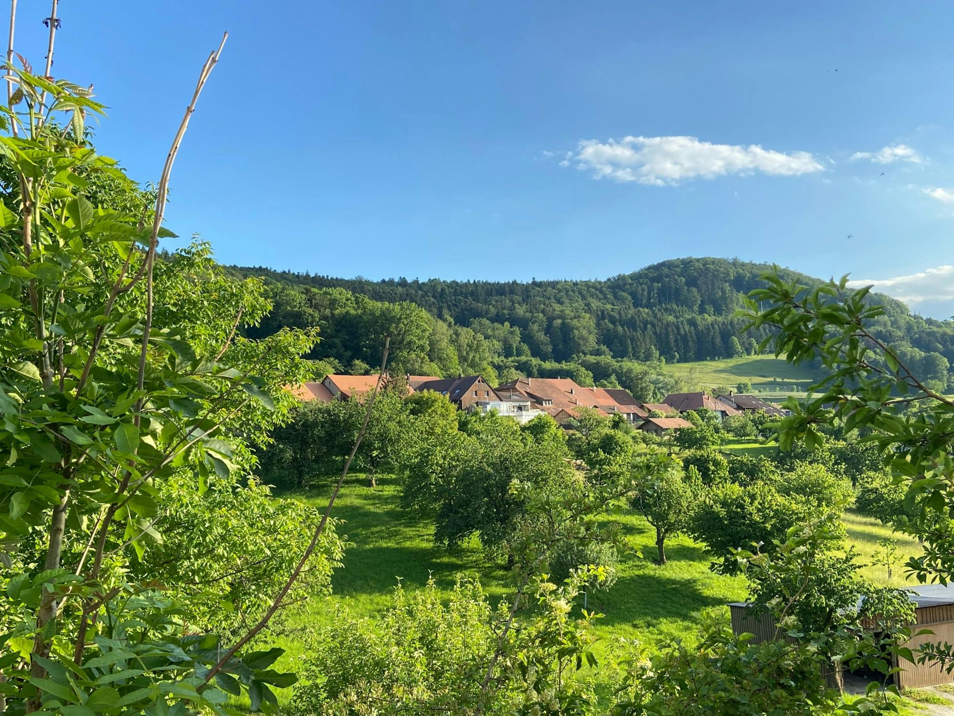 Linn: Siedlungsrand mit Hochstammbaeumen und gruener Landschaft im Sommer.