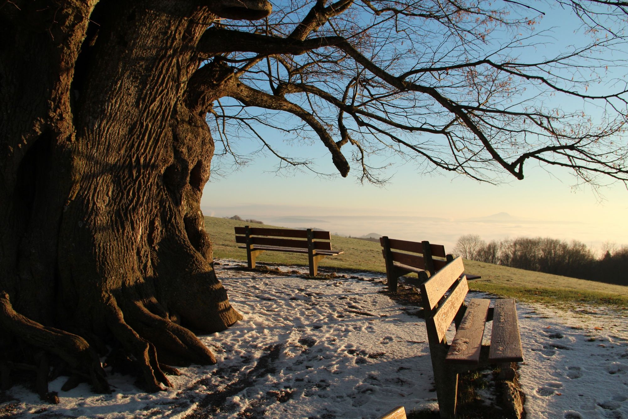 Linner Linde: Vinterlandskap med bänkar och stor träd i naturen