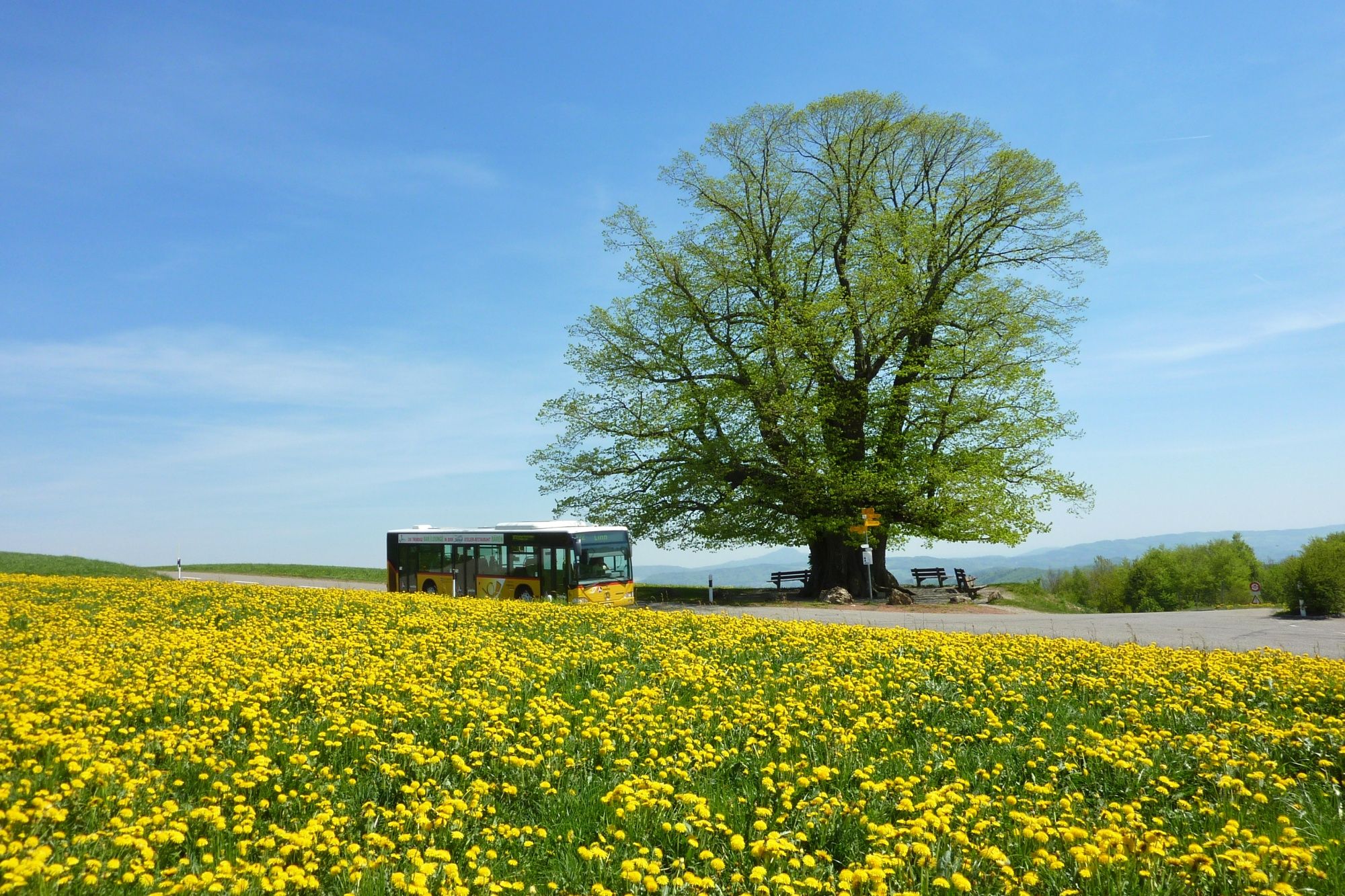 Linner Lind: Stor träd i naturen, omgiven av blommor, perfekt för vårutflykter.