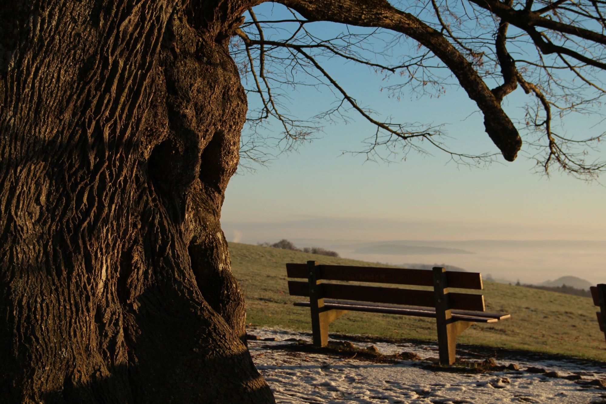 Linner Linde: Trælandskab med bænk, ideelt til naturoplevelser og udflugter i vintermånederne.