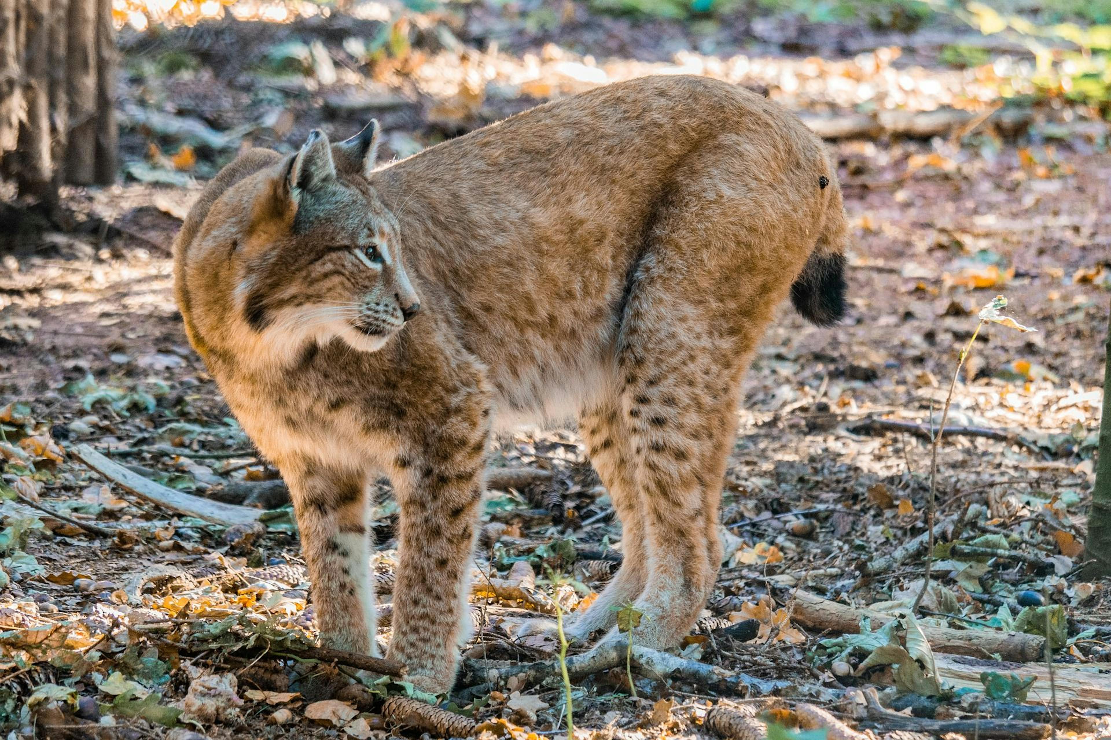 Wanderung Luchs: entdecken Sie den Luchs in seinem natürlichen Lebensraum im Wald.