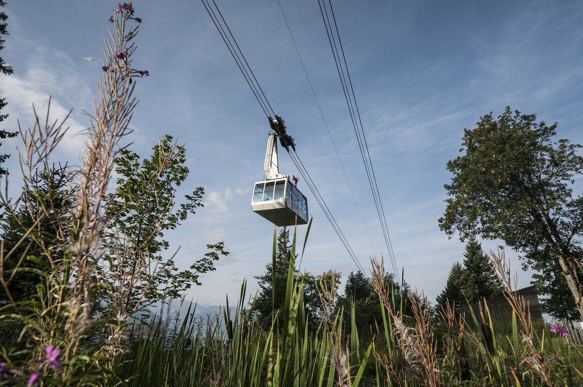 Téléphérique Rigi survole des prairies vertes et des arbres