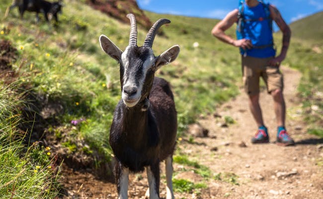 Vandra på Monte Tamaro med getter i naturen, perfekt för äventyr och gruppaktiviteter.