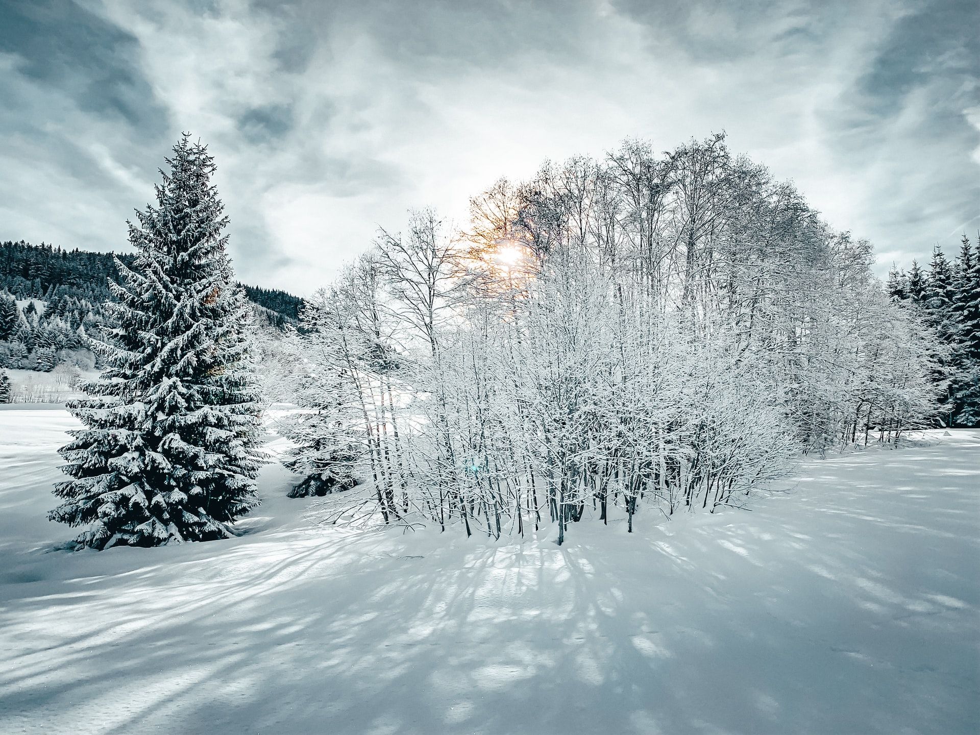 Megève: paisaje invernal con árboles cubiertos de nieve y suaves colinas.
